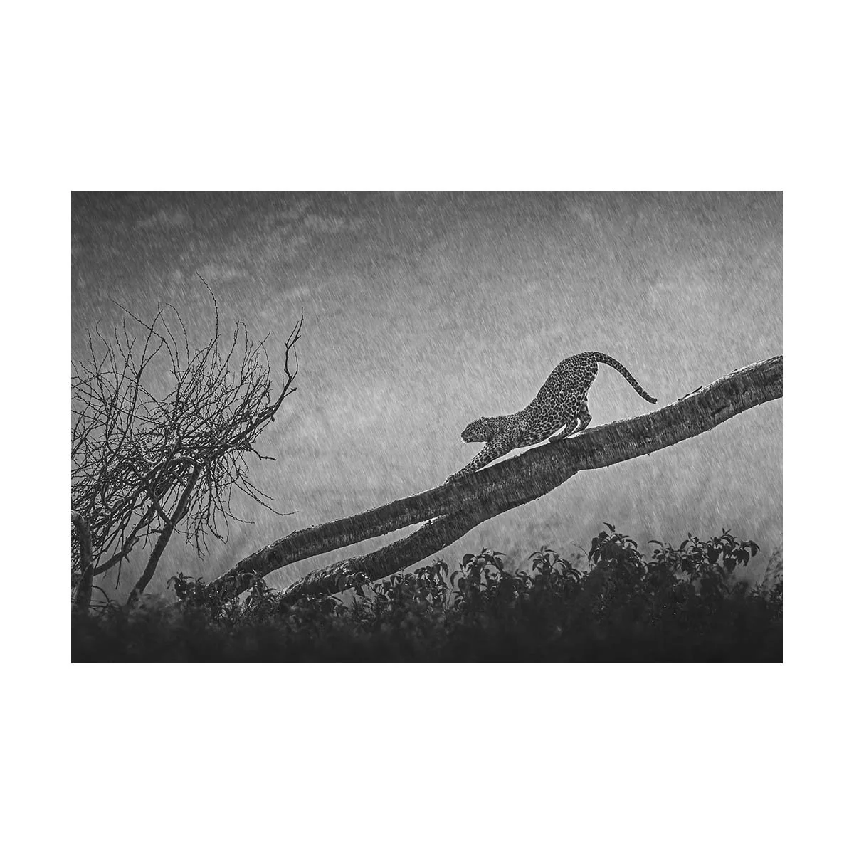 African_Wildlife_Print_limited-edition__20100823-20100823_8838.jpg