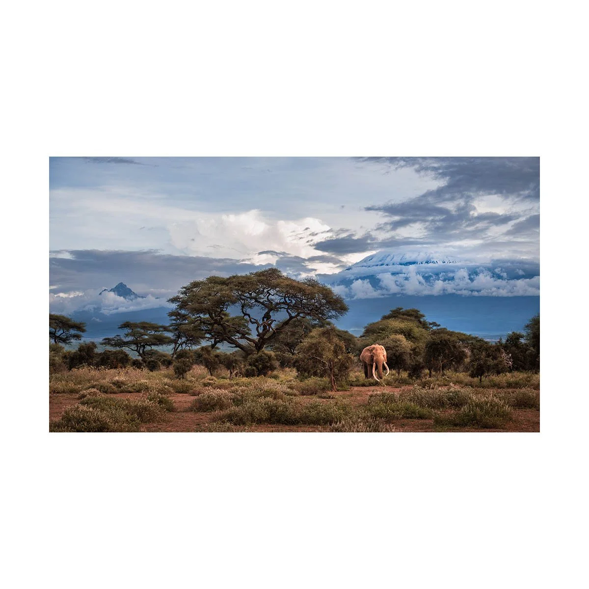 African_Wildlife_Print_colour_20210410_8800246_1843-Enhanced-NR-Edit.jpg