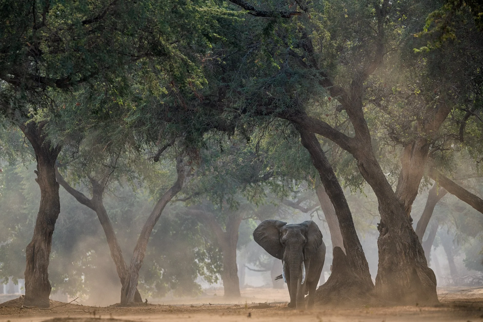 African_Wildlife_Print_limited-edition__20191011_8800246_2606-Edit.jpg