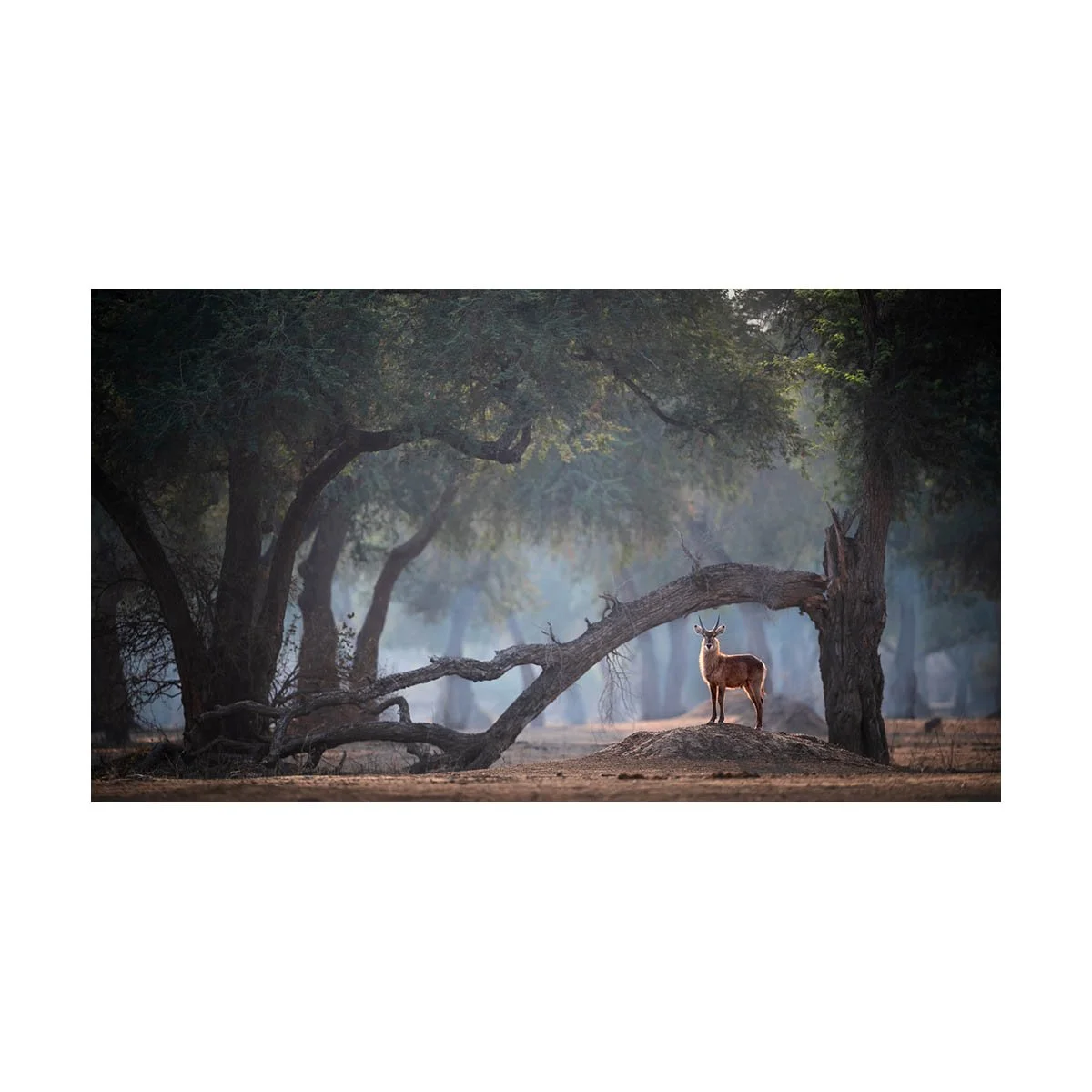 GUARDIAN OF THE ARCH