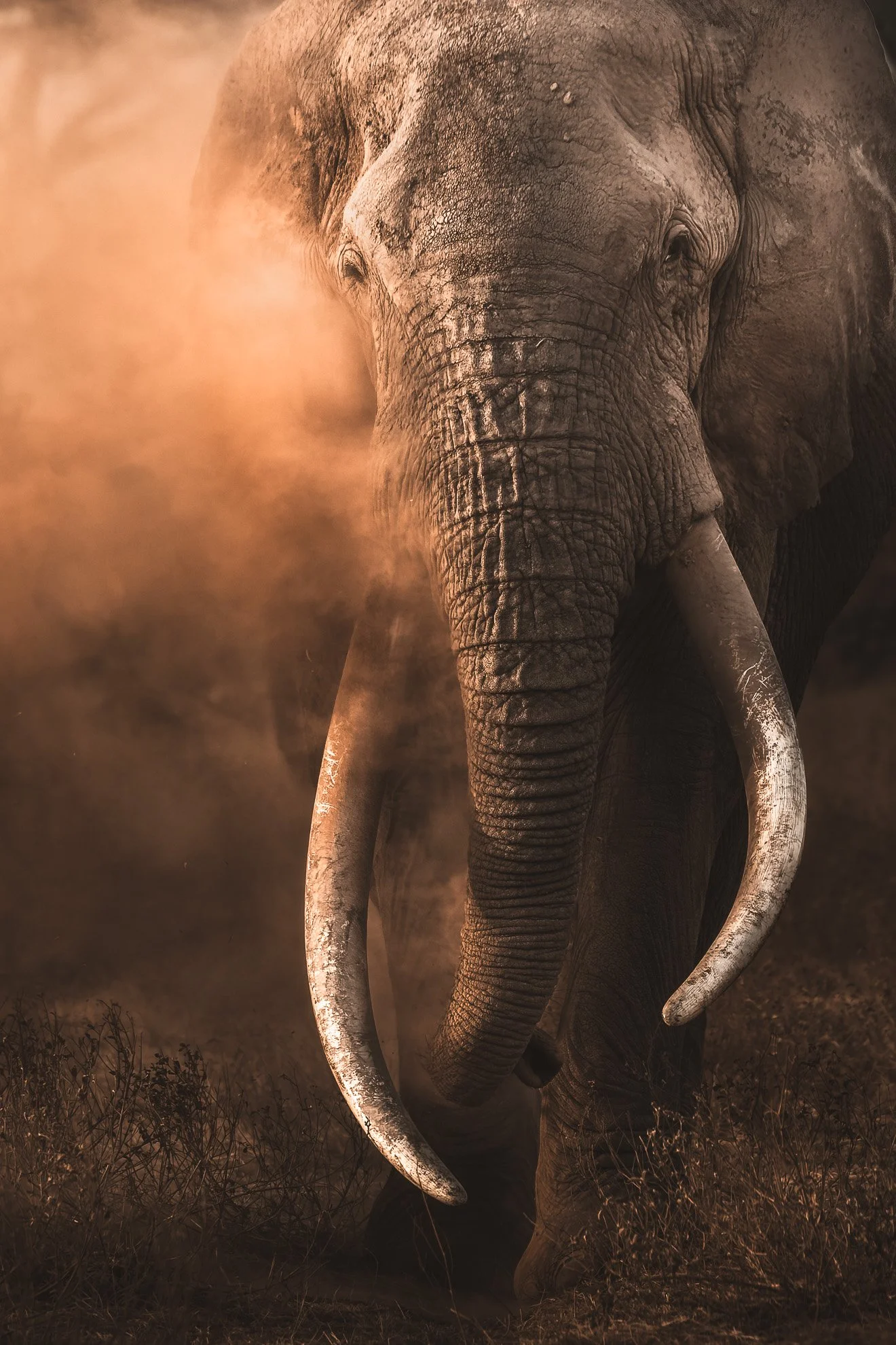 African_Wildlife_Print_limited-edition__20180911-20180911_8800246_6577.jpg