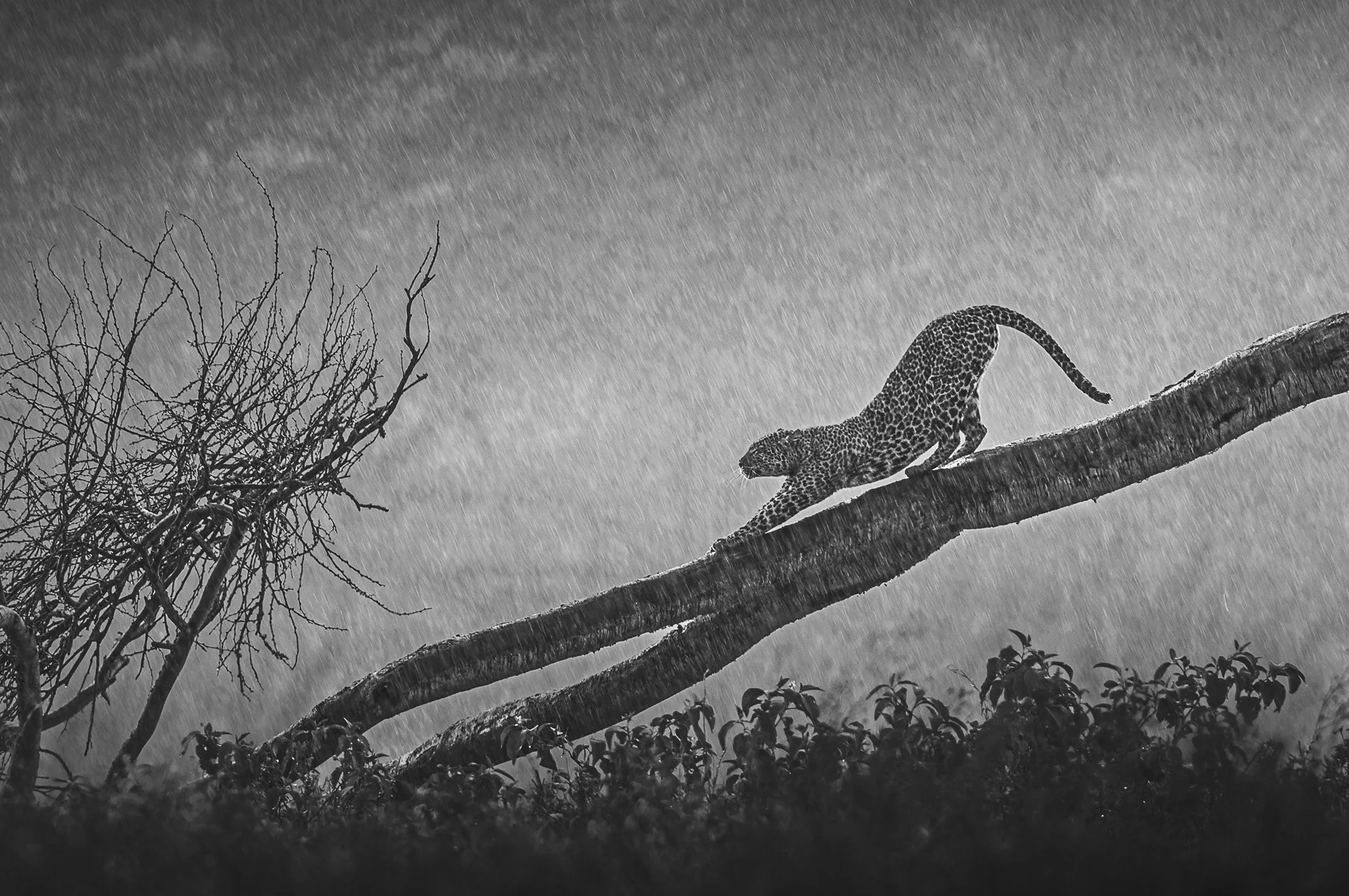 African_Wildlife_Print_limited-edition__20100823-20100823_8838.jpg