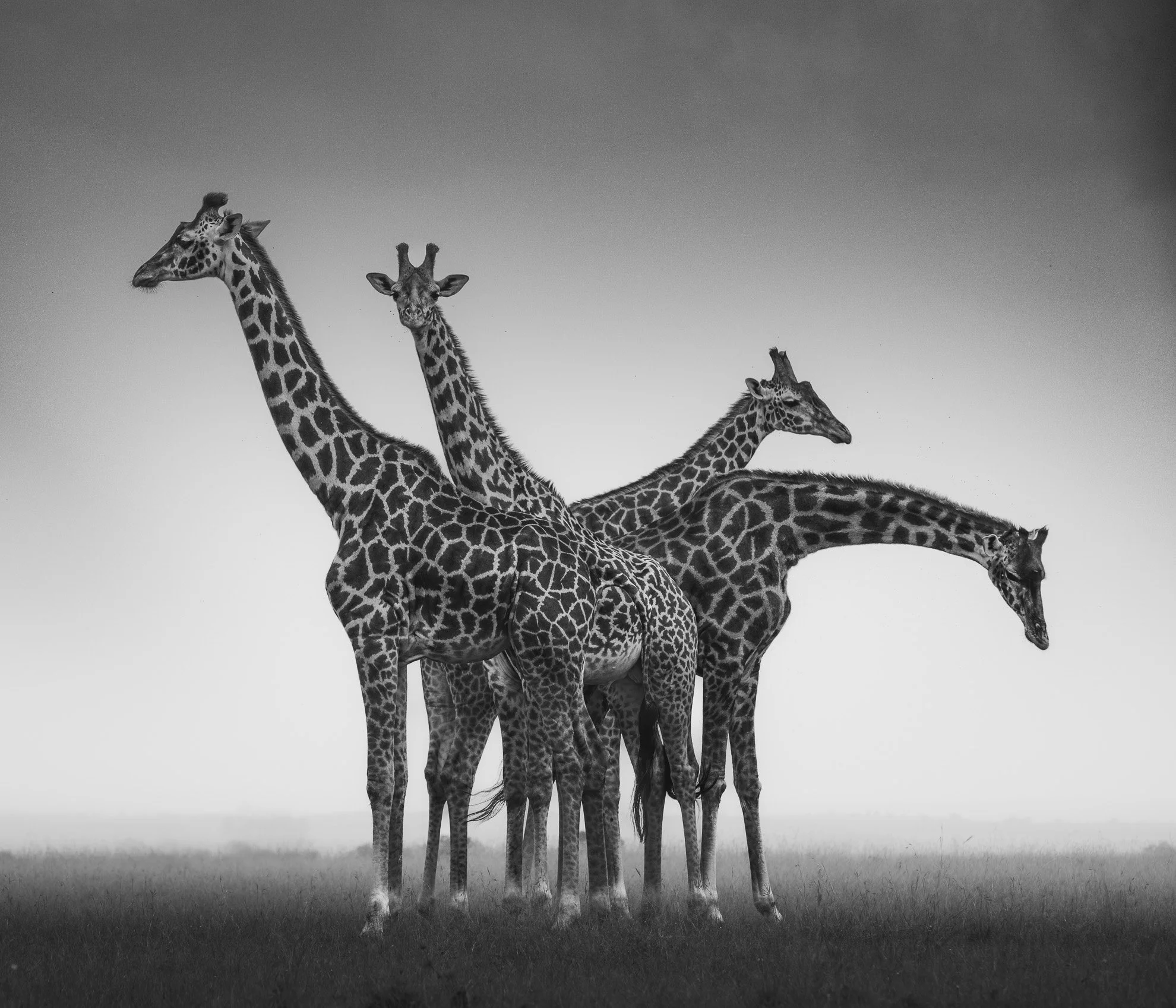 African_Wildlife_Print_limited-edition__20130202_6378.jpg