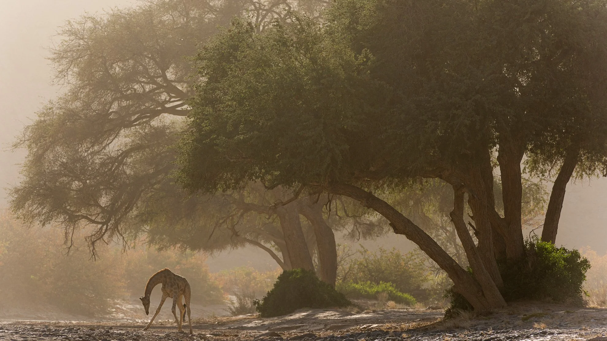 African_Wildlife_Print_limited-edition__20141116_8004271_6369-Edit-4.jpg