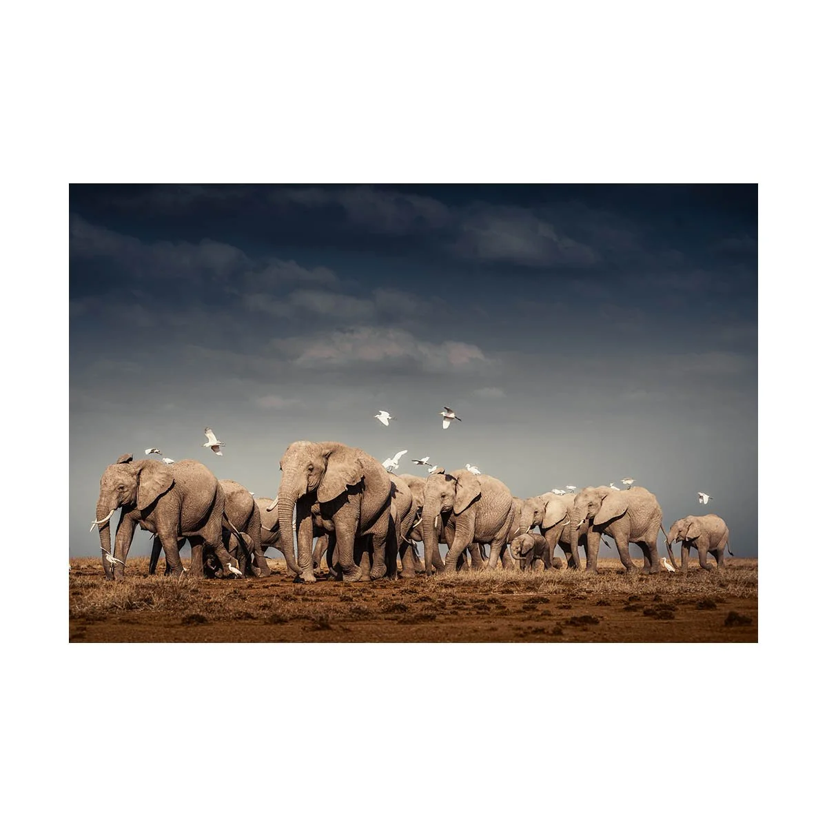 African_Wildlife_Print_colour_20120730_9487-Edit-3.jpg