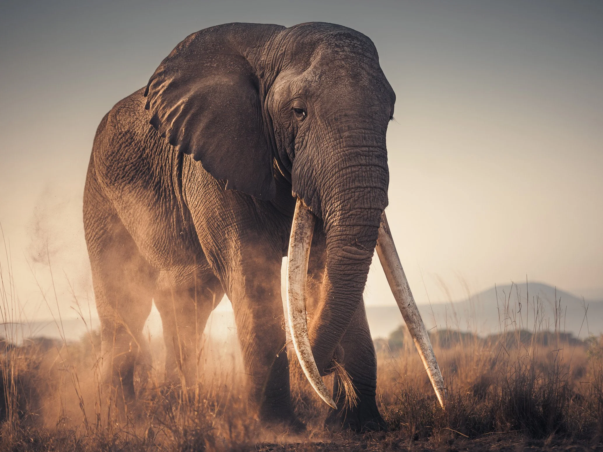 African_Wildlife_Print_colour_20240929_7801491_3147-Edit.jpg