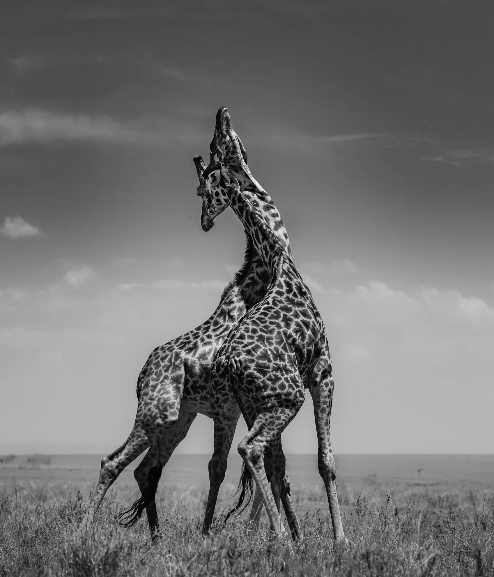 African_Wildlife_Print_limited-edition__20170308_6103124_4295-Edit.jpg