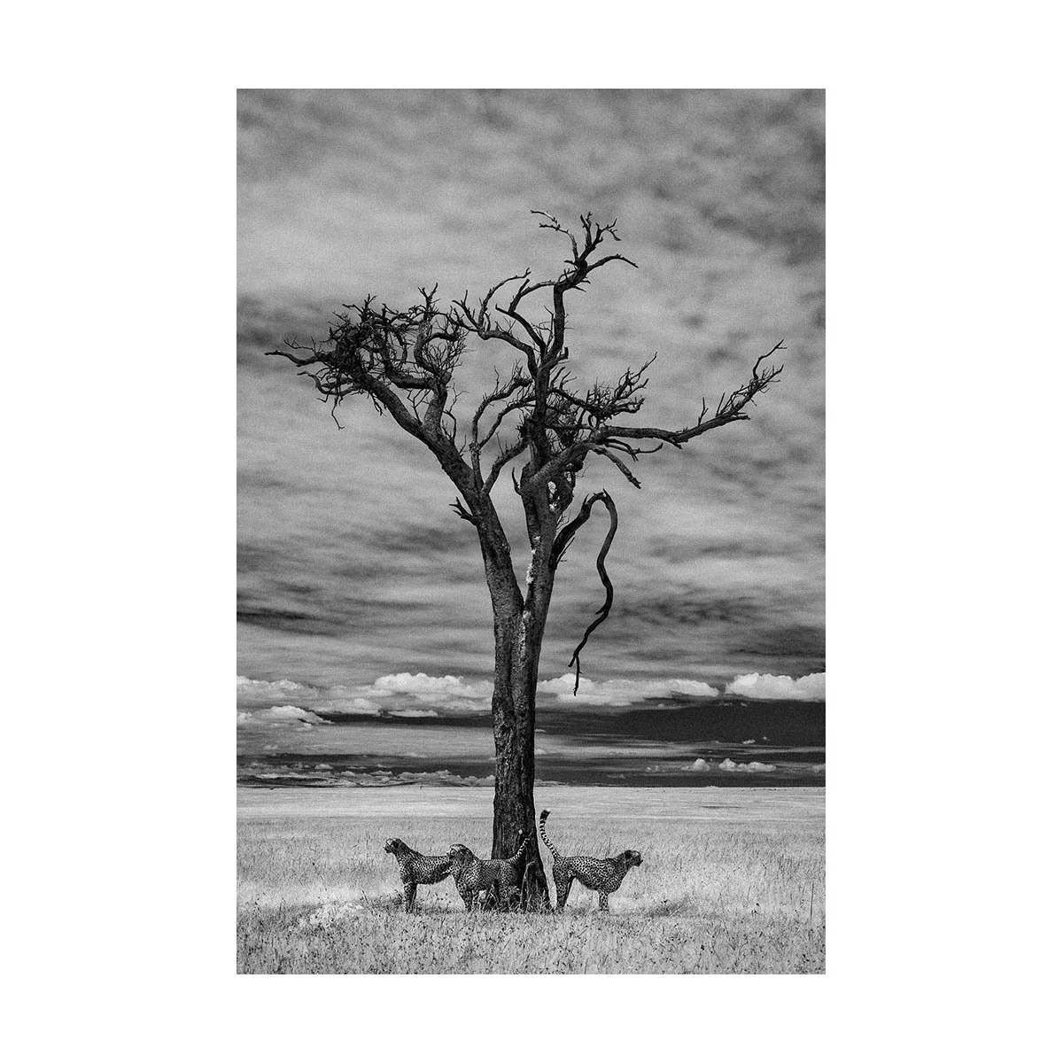 African_Wildlife_Print_limited-edition__20100609_7437-Edit.jpg
