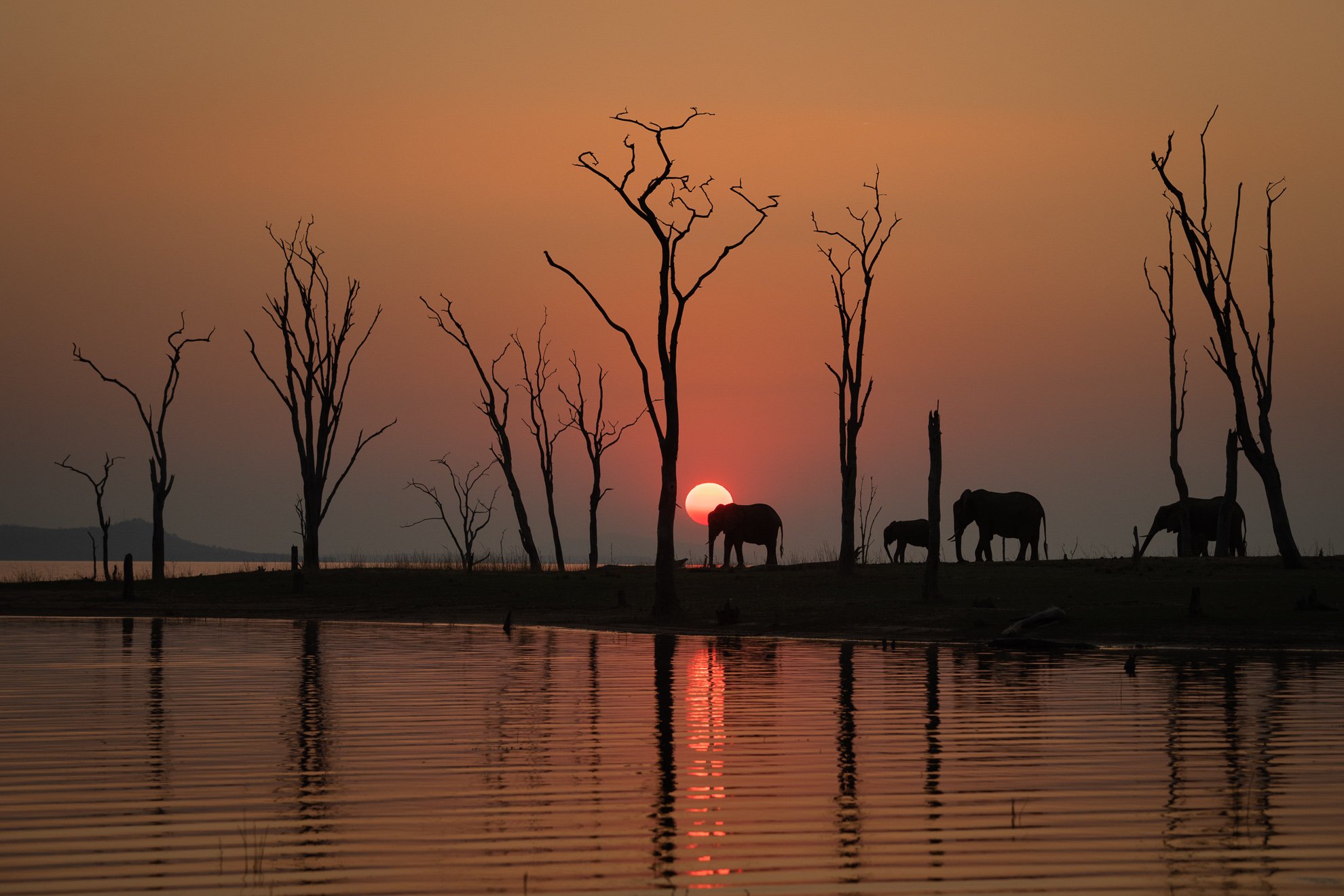 African_Wildlife_Print_limited-edition__20181006_8800246_2335.jpg