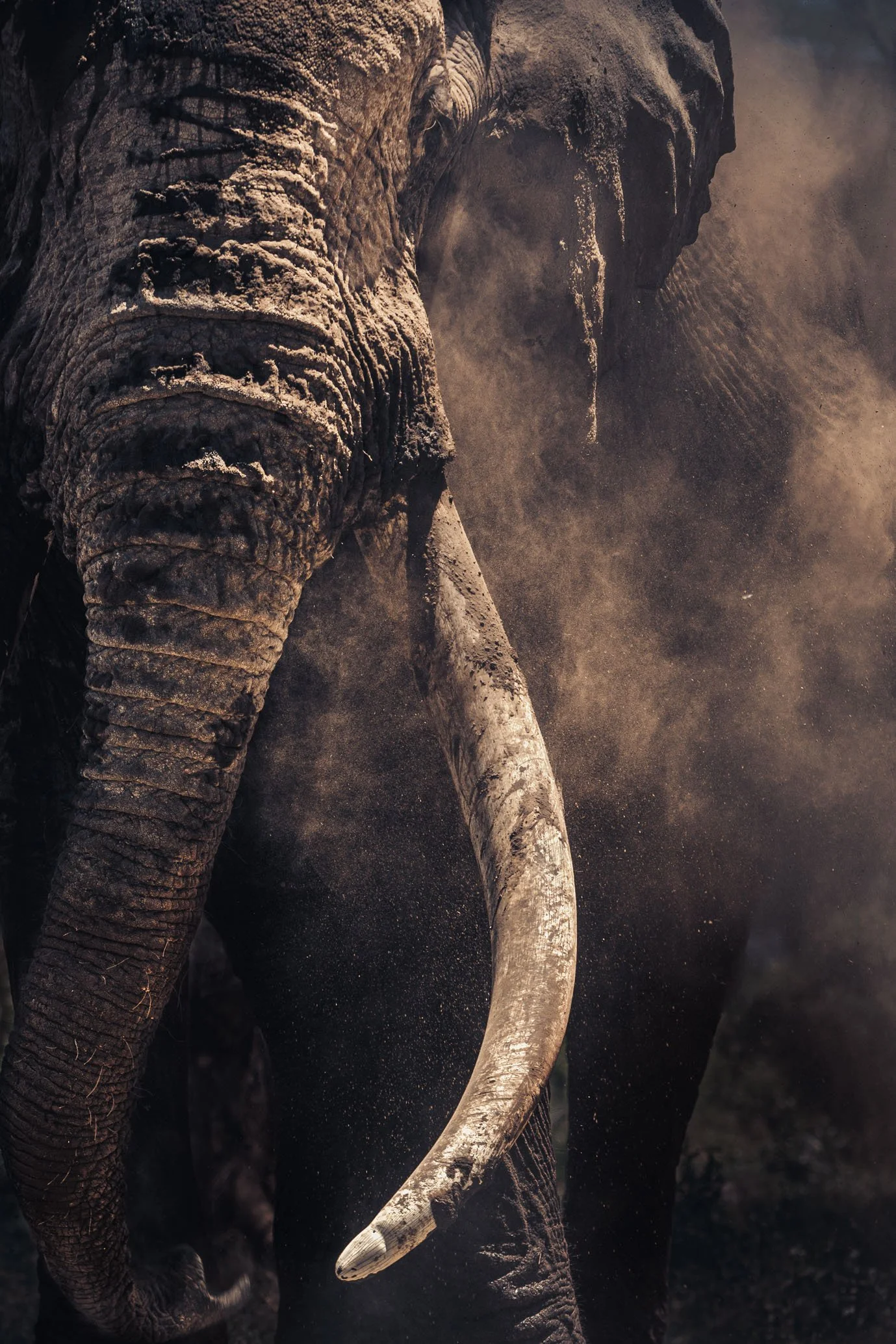 African_Wildlife_Print_colour_20230130_7801443_6969.jpg