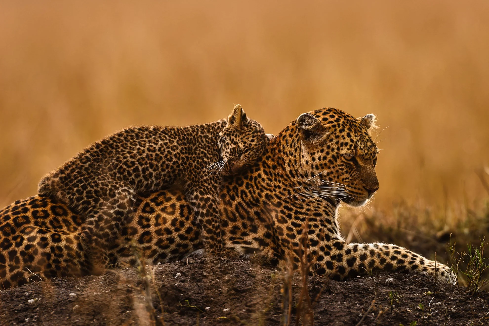 African_Wildlife_Print_limited-edition__20150922-20150922_8004271_6103.jpg
