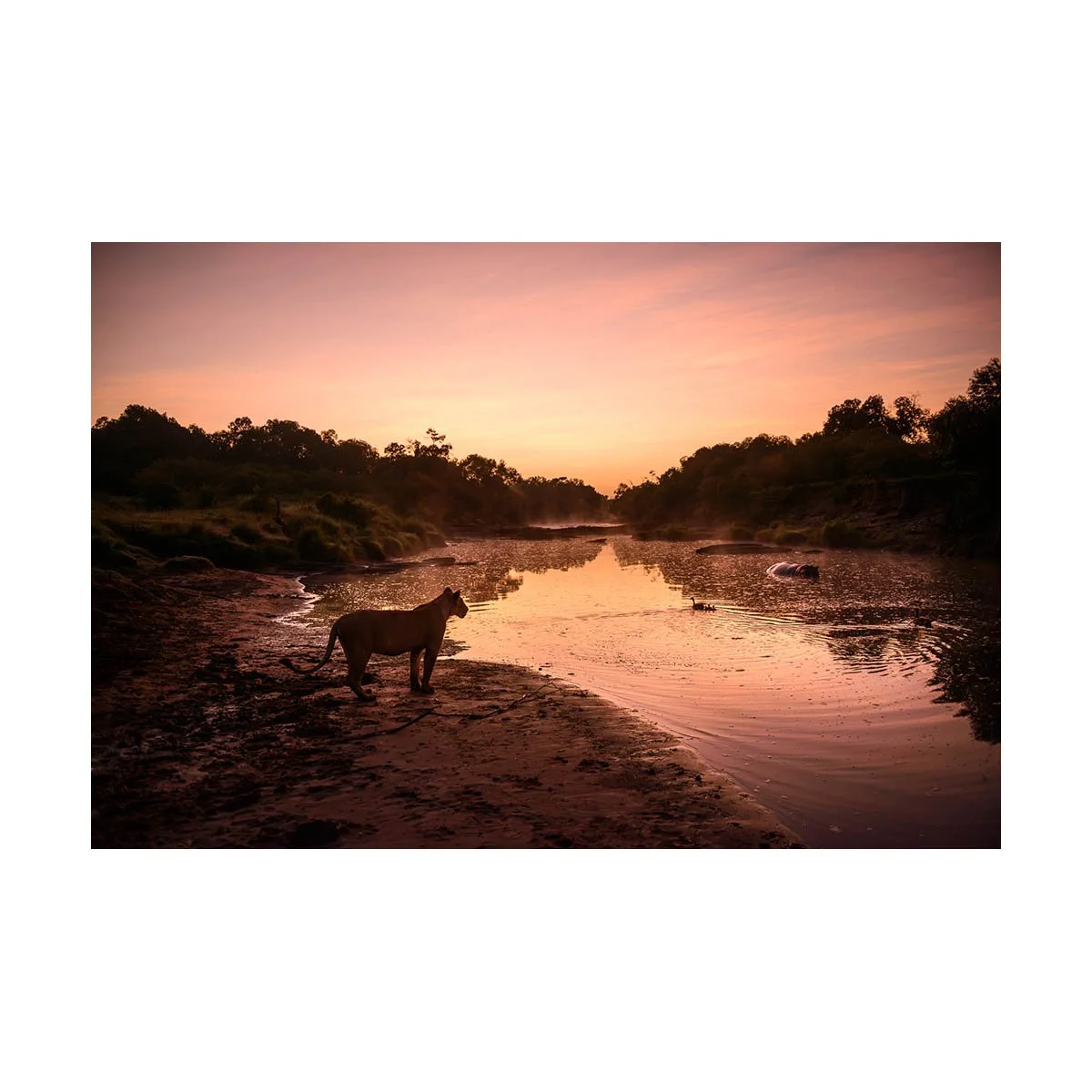 LION ON RIVER EDGE