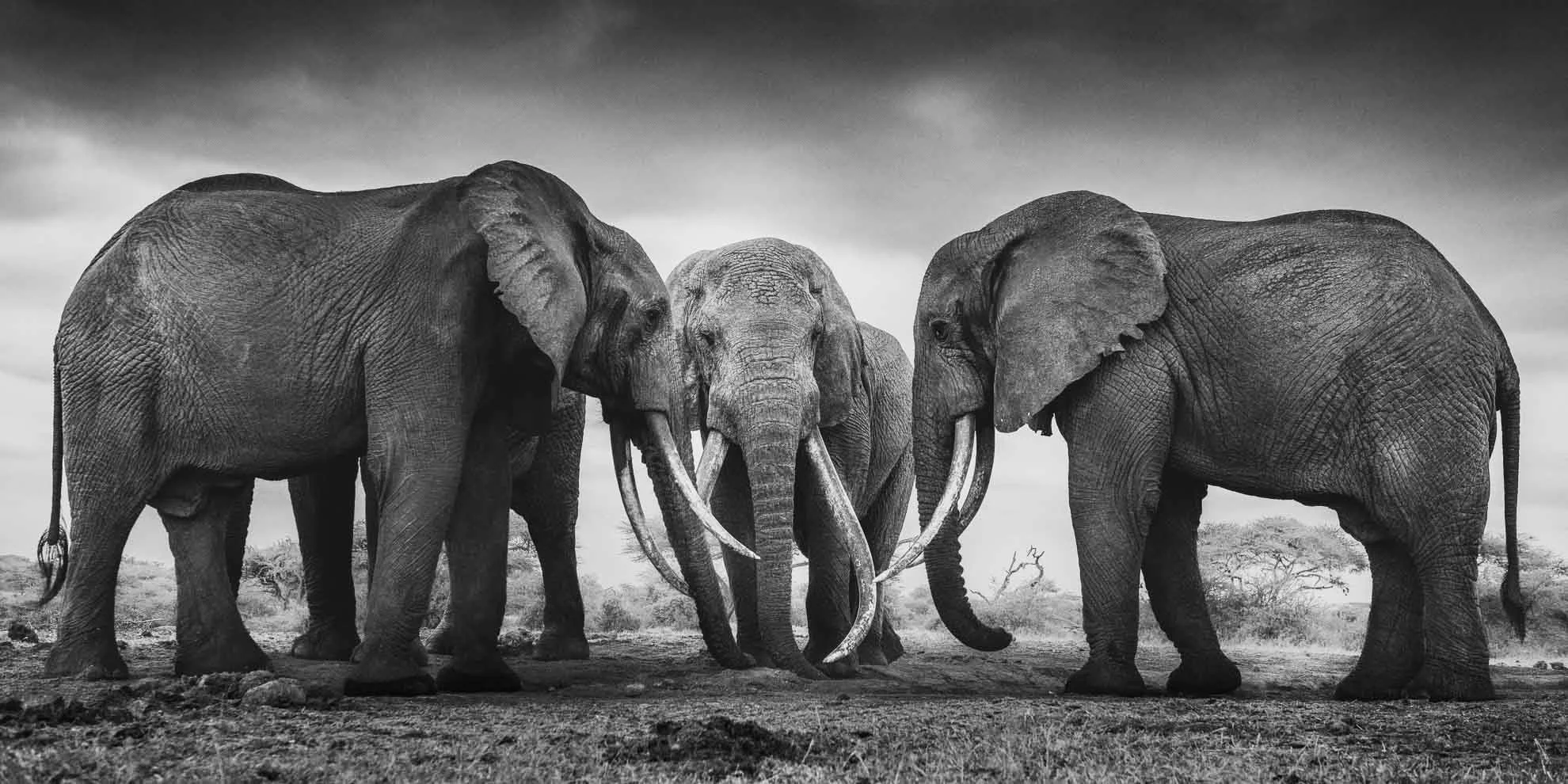 African_Wildlife_Print_black-and-white_20190625_8800246_1868-Edit-2.jpg