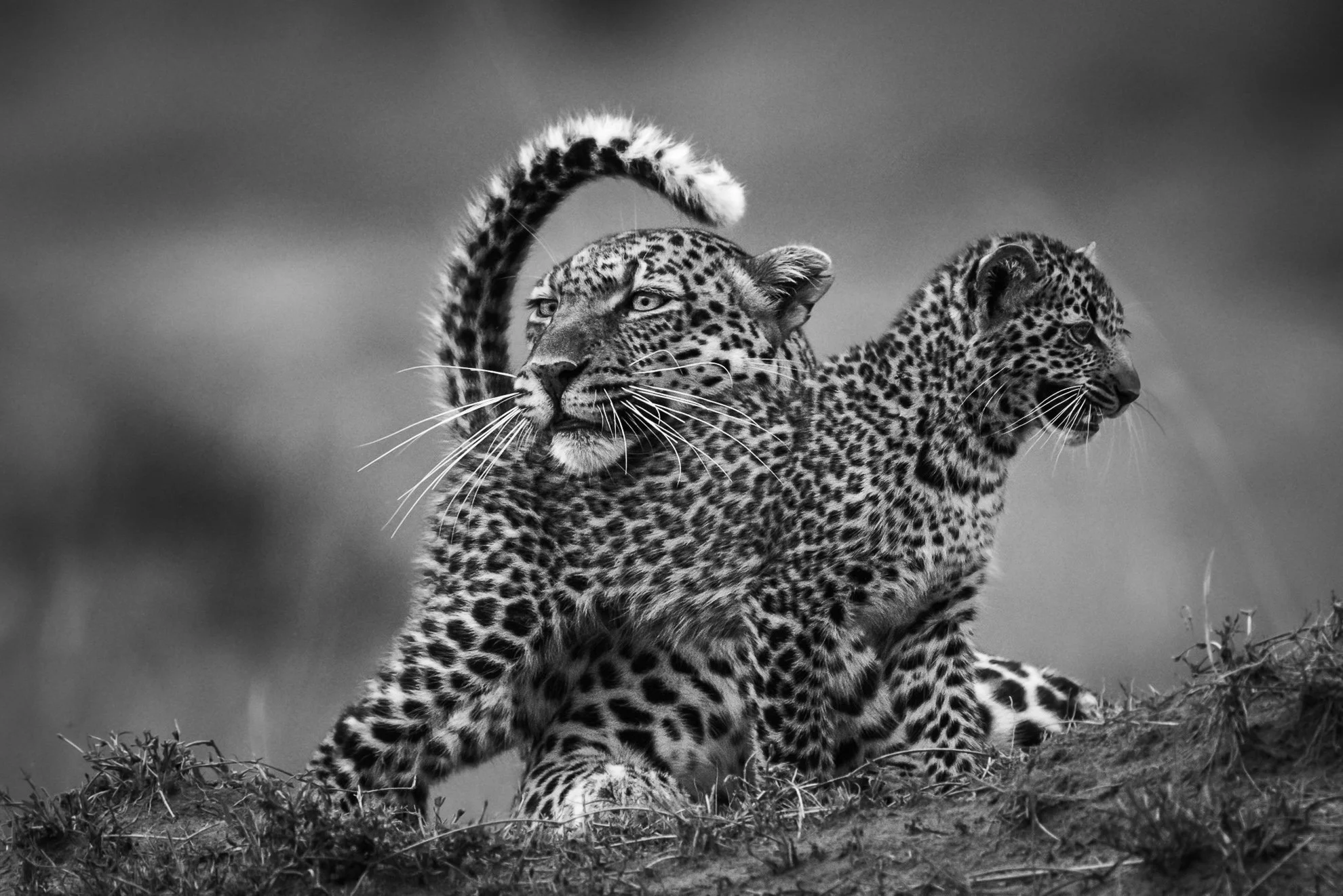 African_Wildlife_Print_limited-edition__20151026_8004271_7620-Edit.jpg
