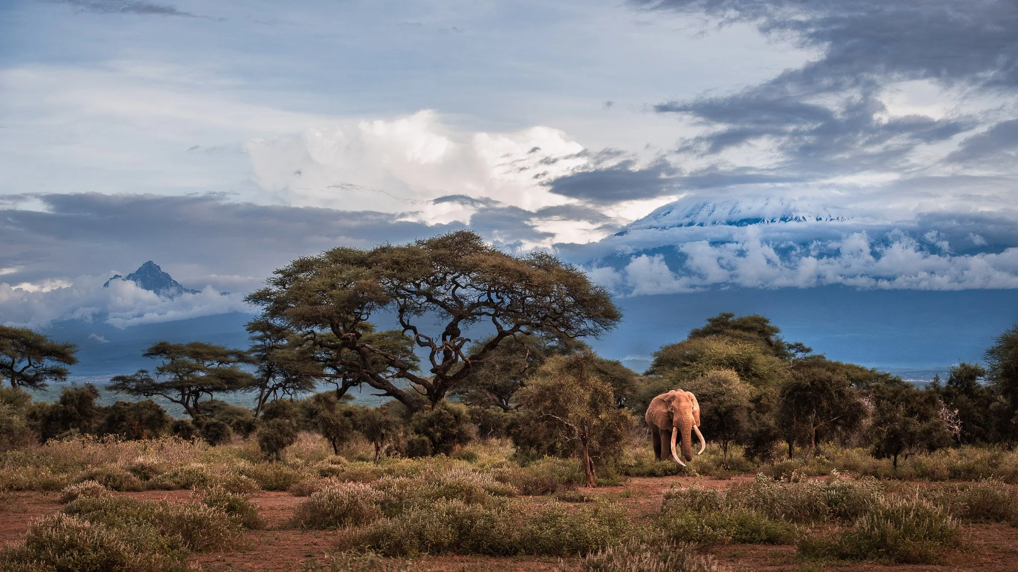 African_Wildlife_Print_colour_20210410_8800246_1843-Enhanced-NR-Edit.jpg