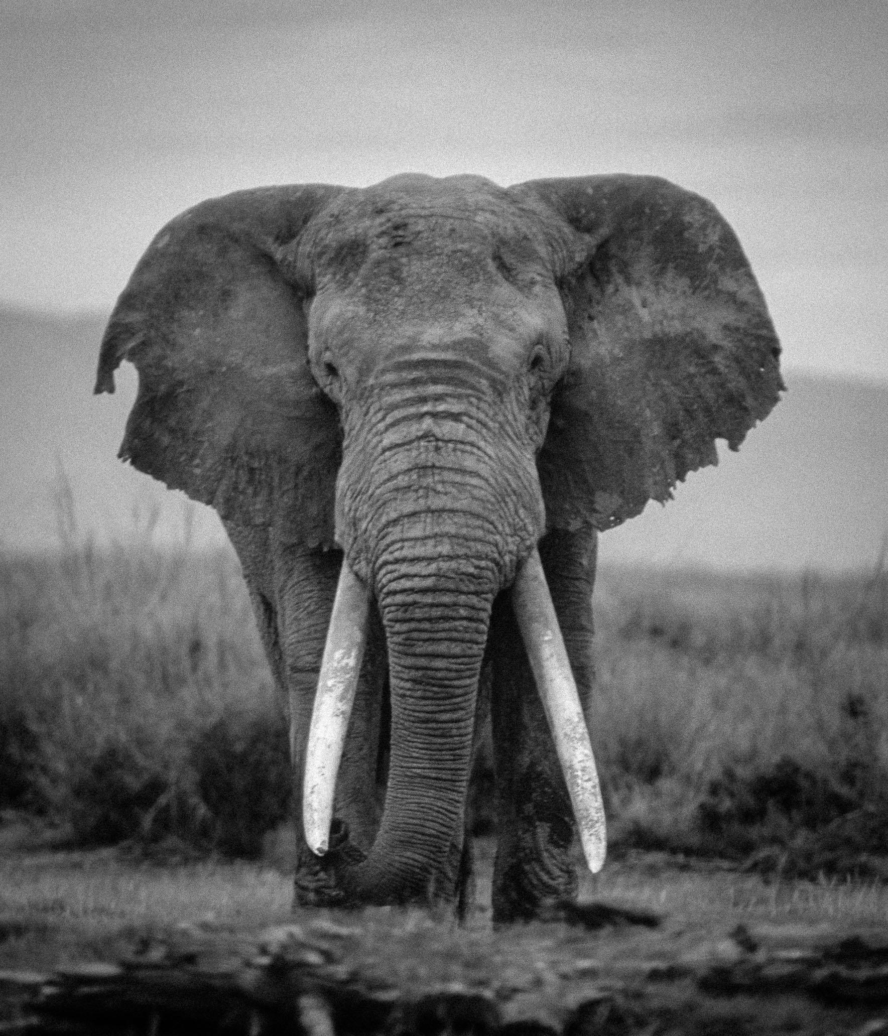 2004-04_Amboseli_02.jpg