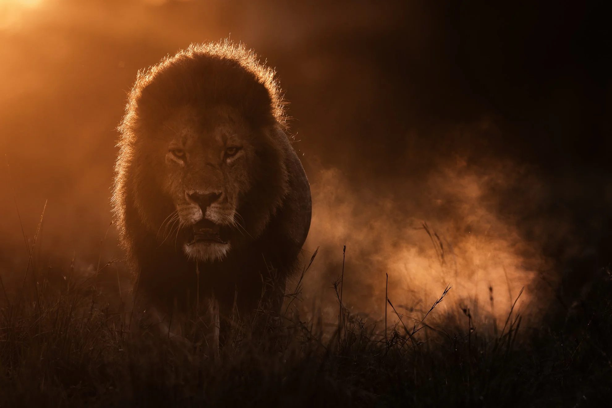 African_Wildlife_Print_limited-edition__20211119-20211119_7801443_7859.jpg