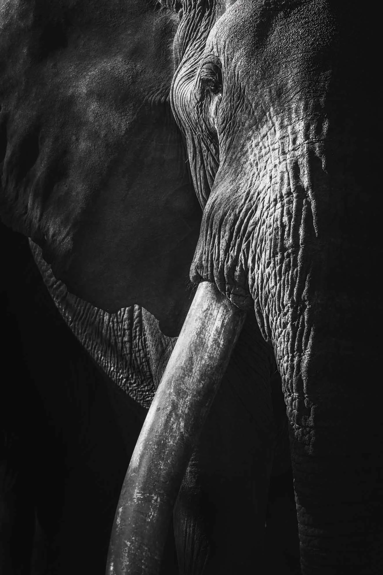 African_Wildlife_Print_black-and-white_20220703_3000660_9173-Edit.jpg