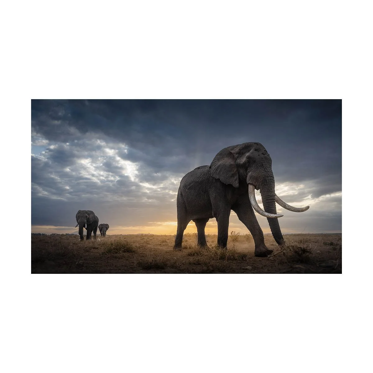 African_Wildlife_Print_colour_20220701_7801443_6391-Edit.jpg