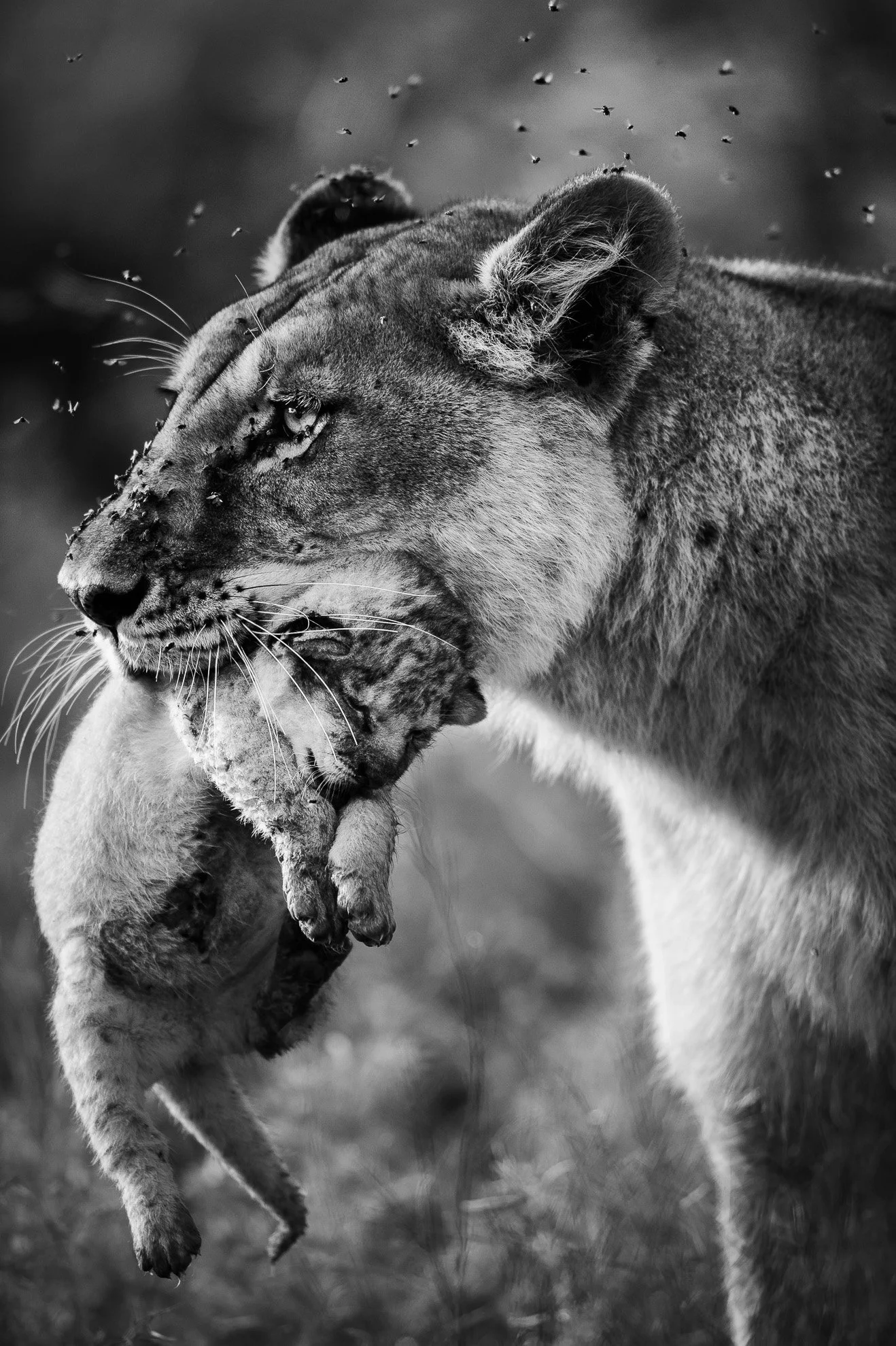 African_Wildlife_Print_limited-edition__20100304_7343.jpg