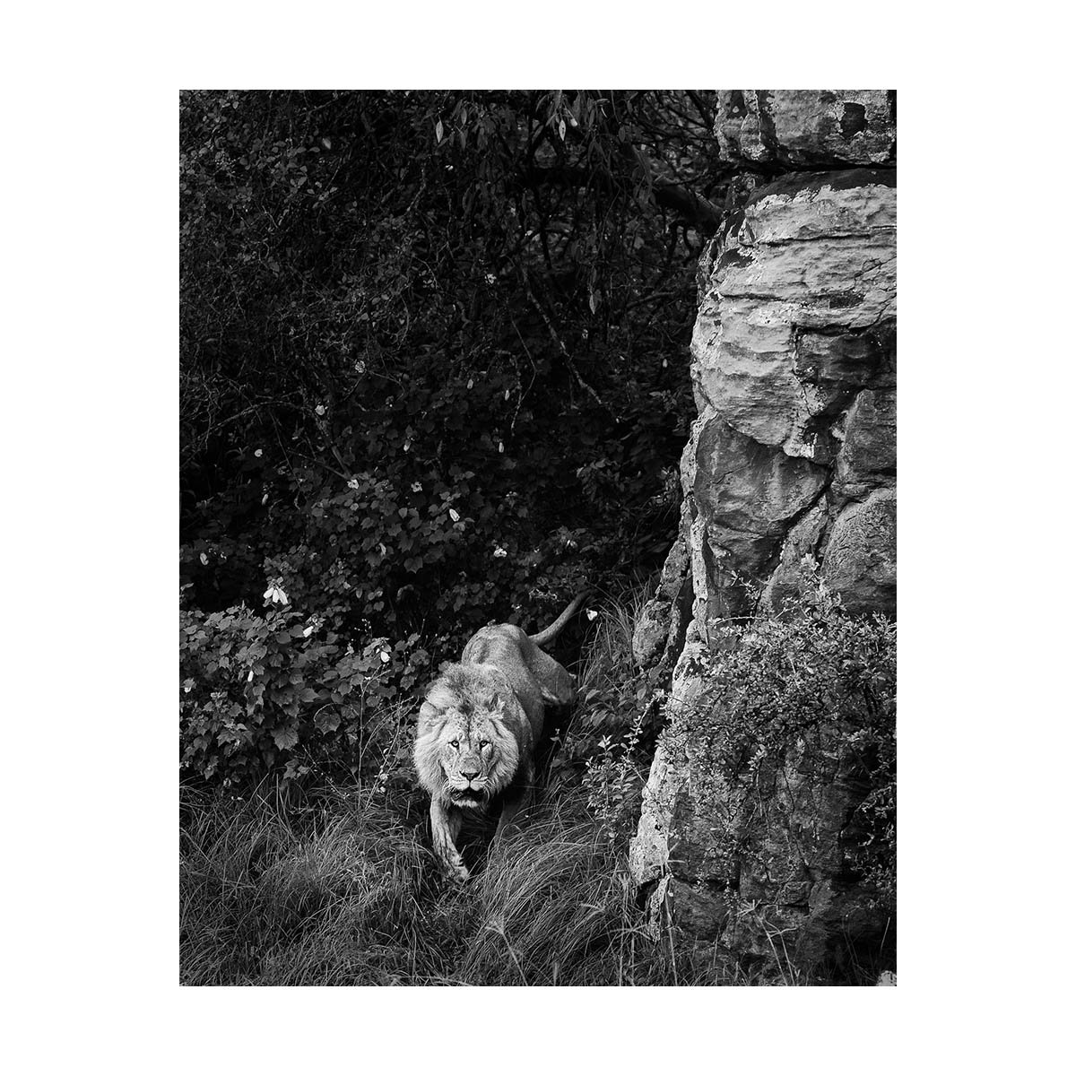 LION AND ROCKY OUTCROP