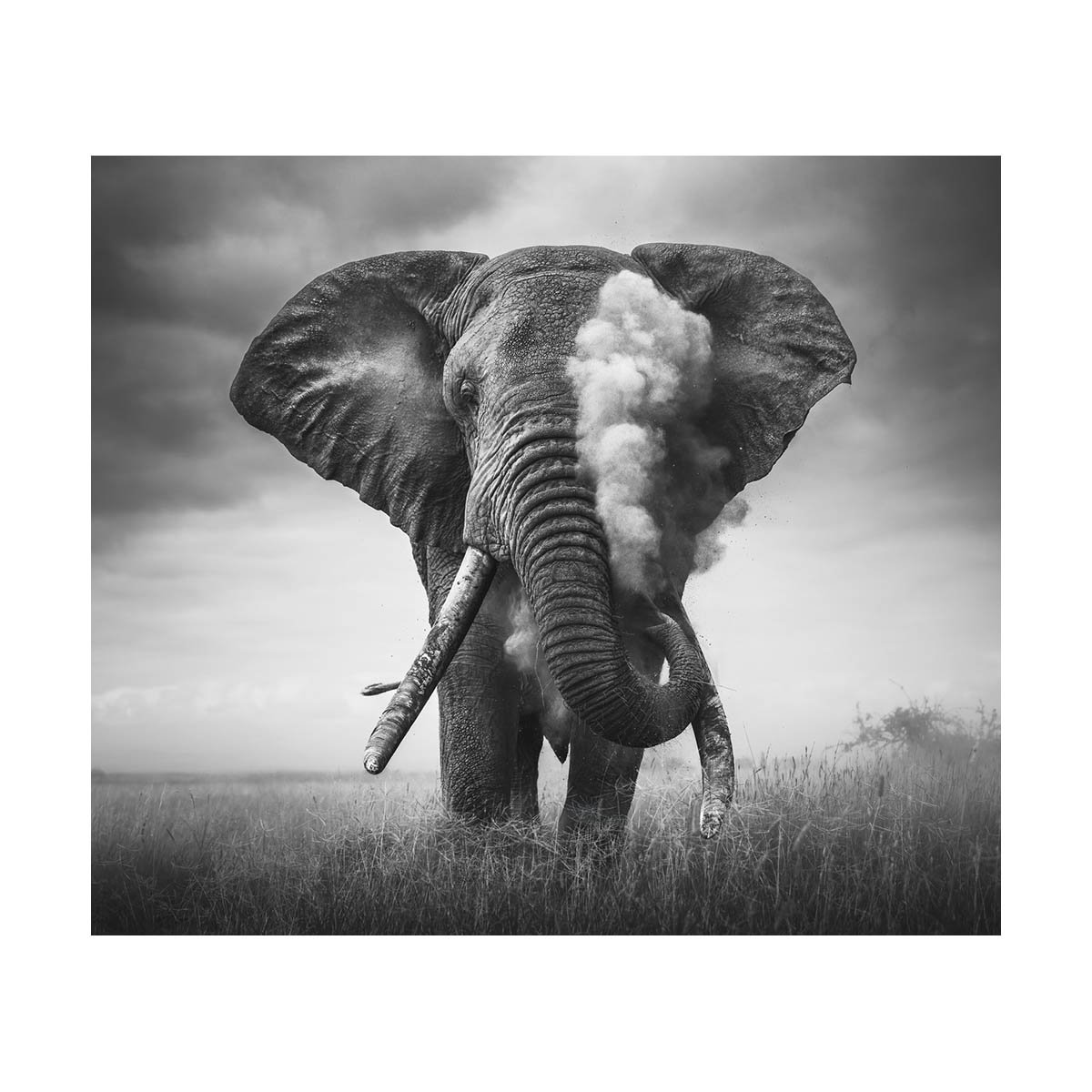 African_Wildlife_Print_black-and-white_20240603_23000773_8923-Edit.jpg
