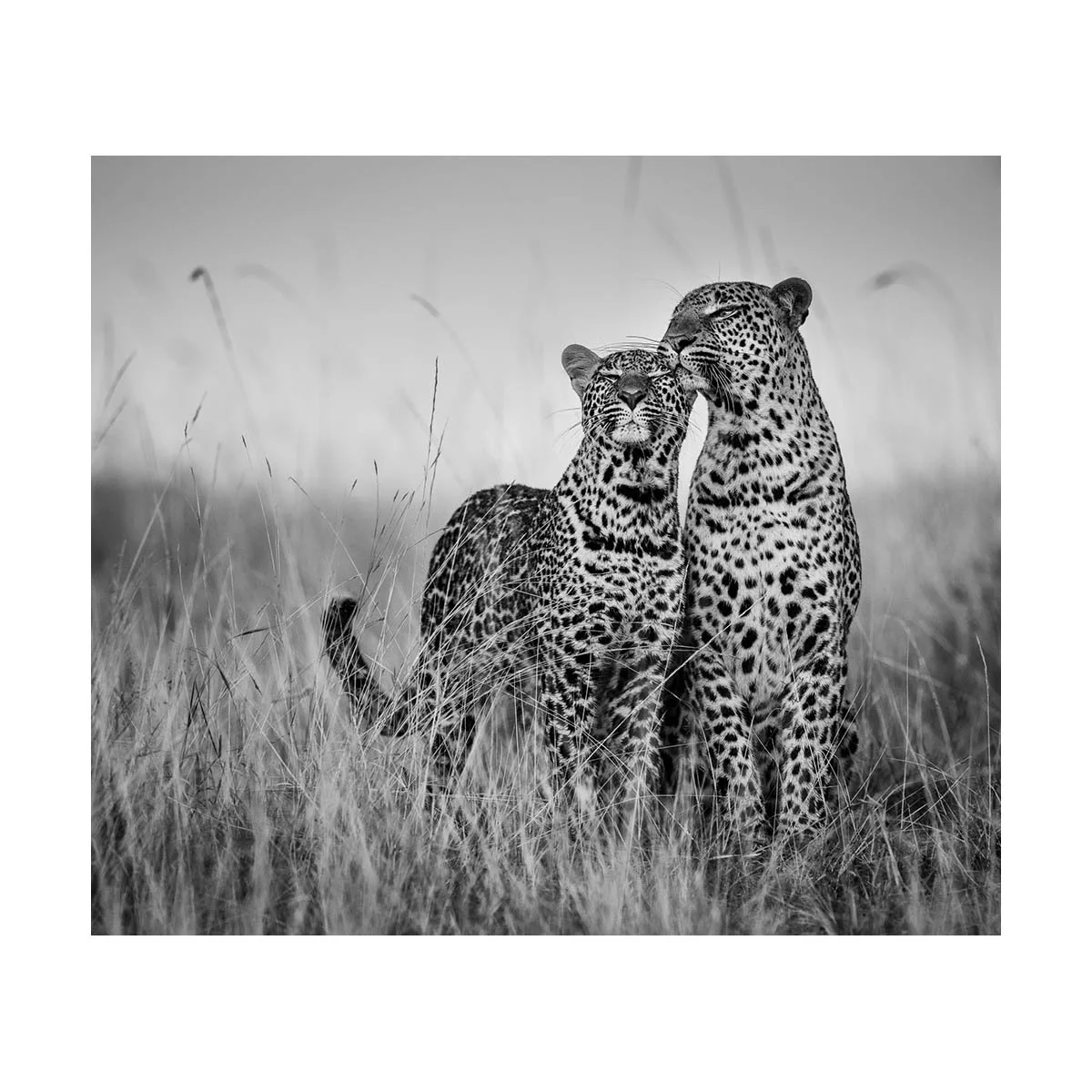 AFFECTION II