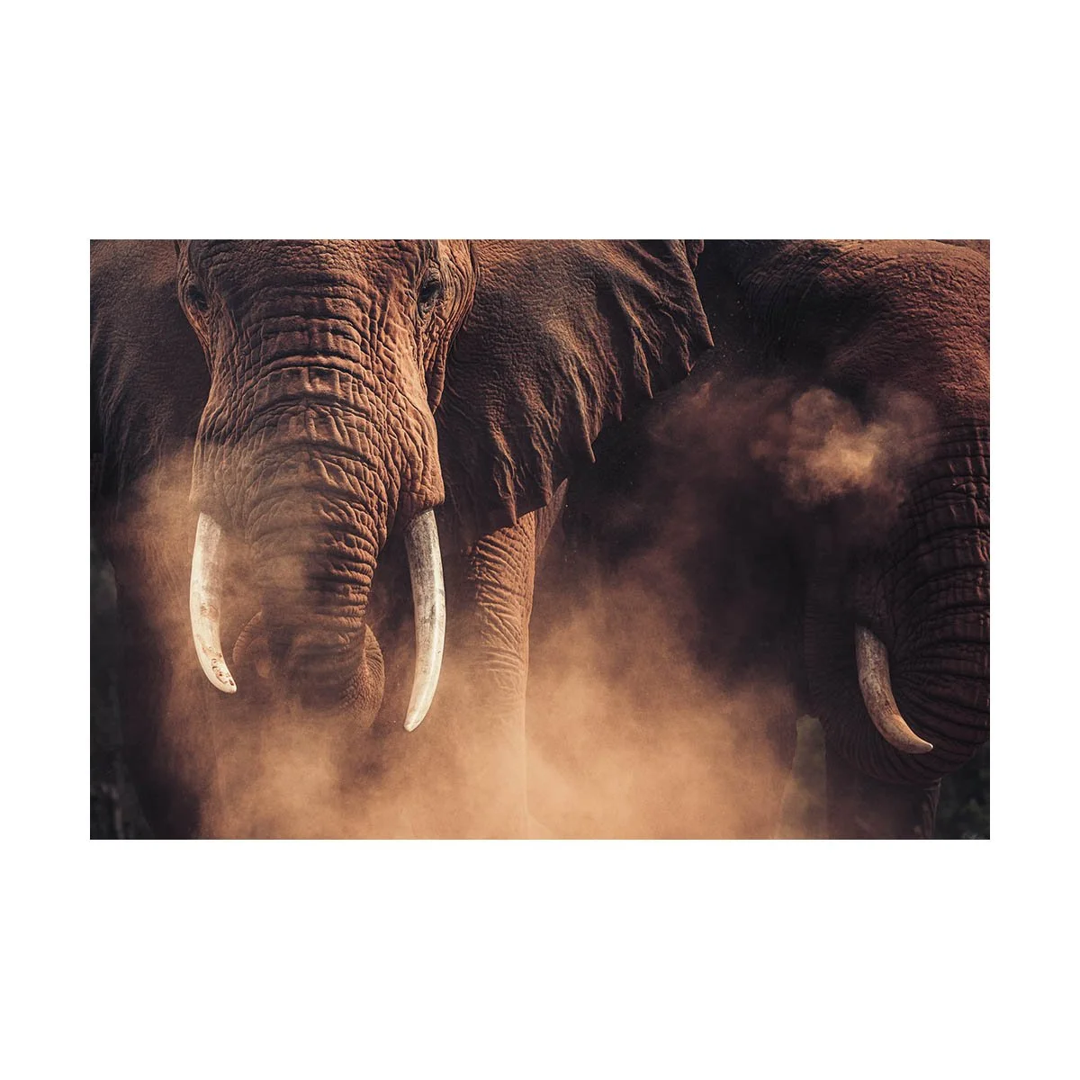 African_Wildlife_Print_colour_20200817_8004271_0523-Edit.jpg