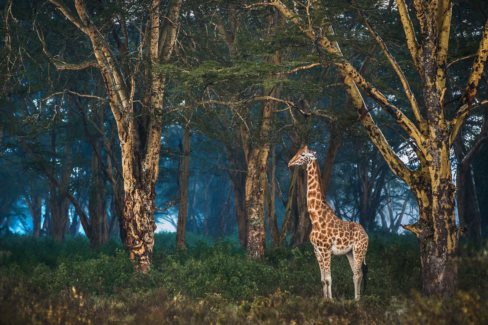 African_Wildlife_Print_limited-edition__20100916_9078-Edit.jpg