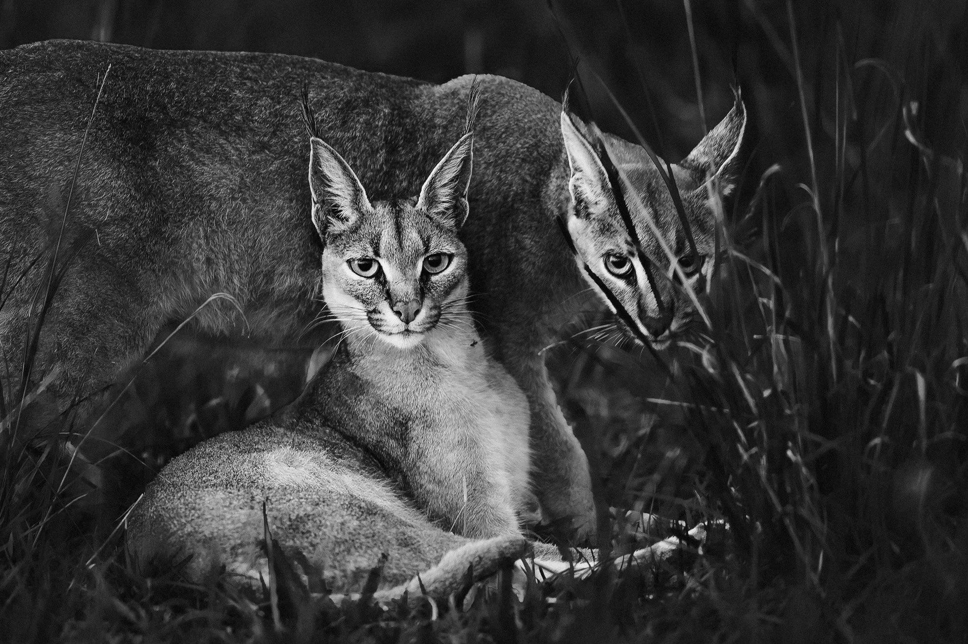 African_Wildlife_Print_limited-edition__20100107-20100107_3828.jpg