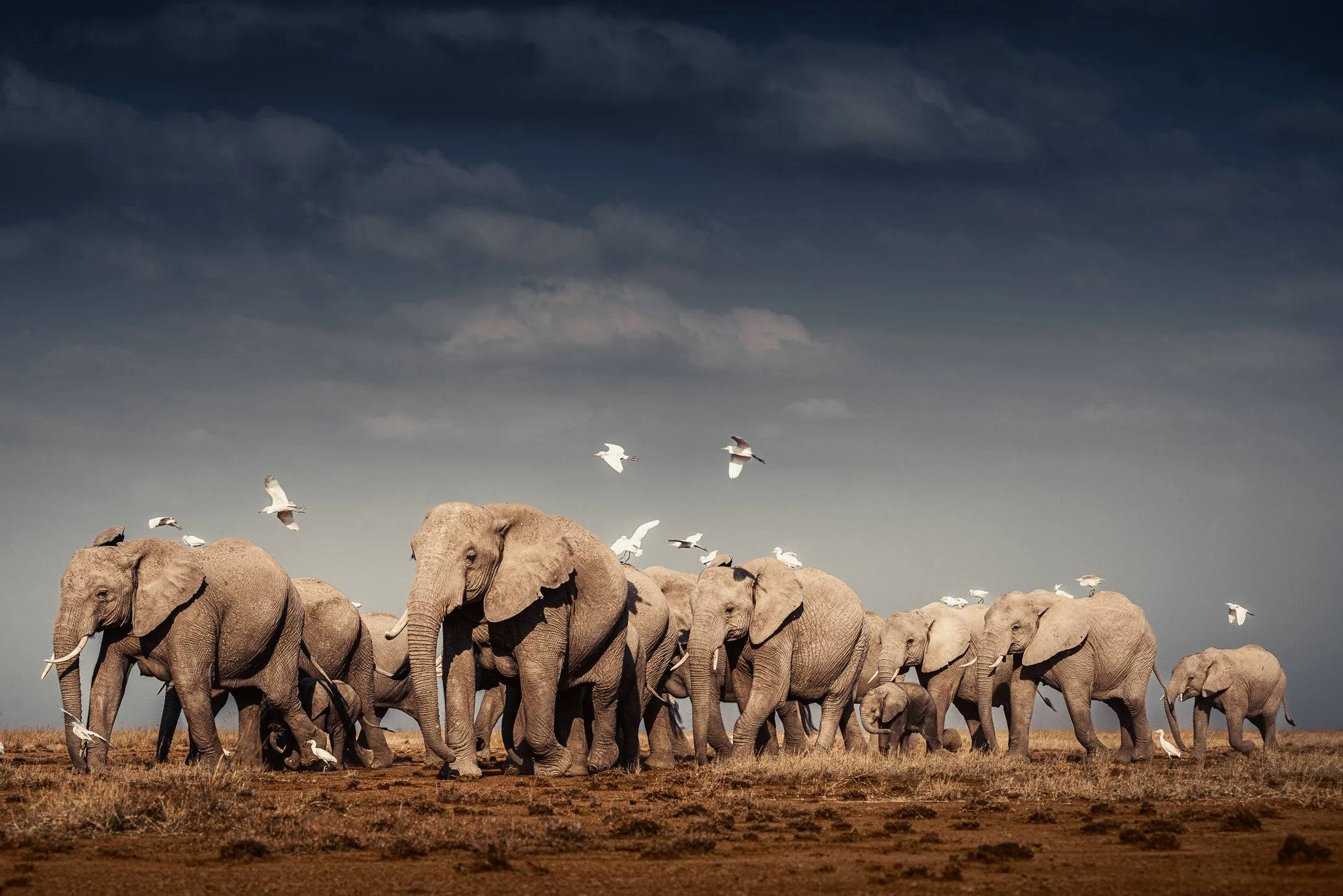 African_Wildlife_Print_colour_20120730_9487-Edit-3.jpg