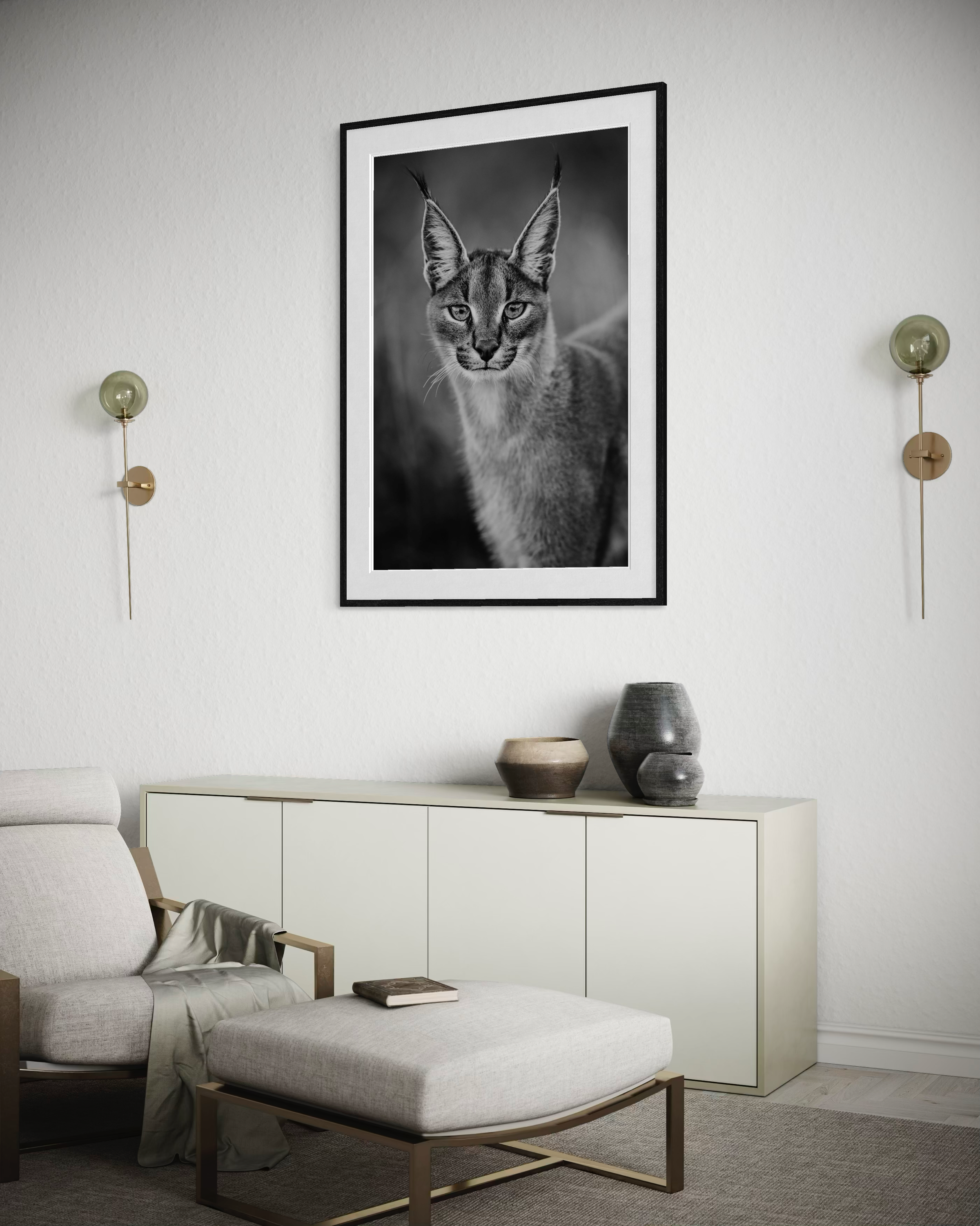 CaracalPortrait_Mockup02.png