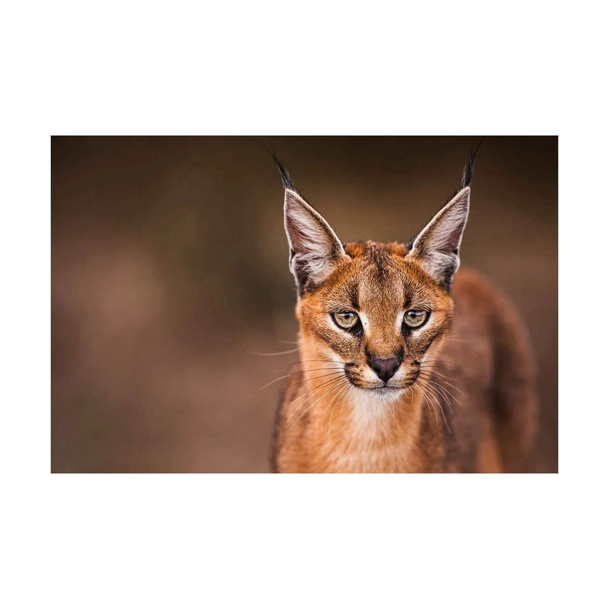 CURIOSITY