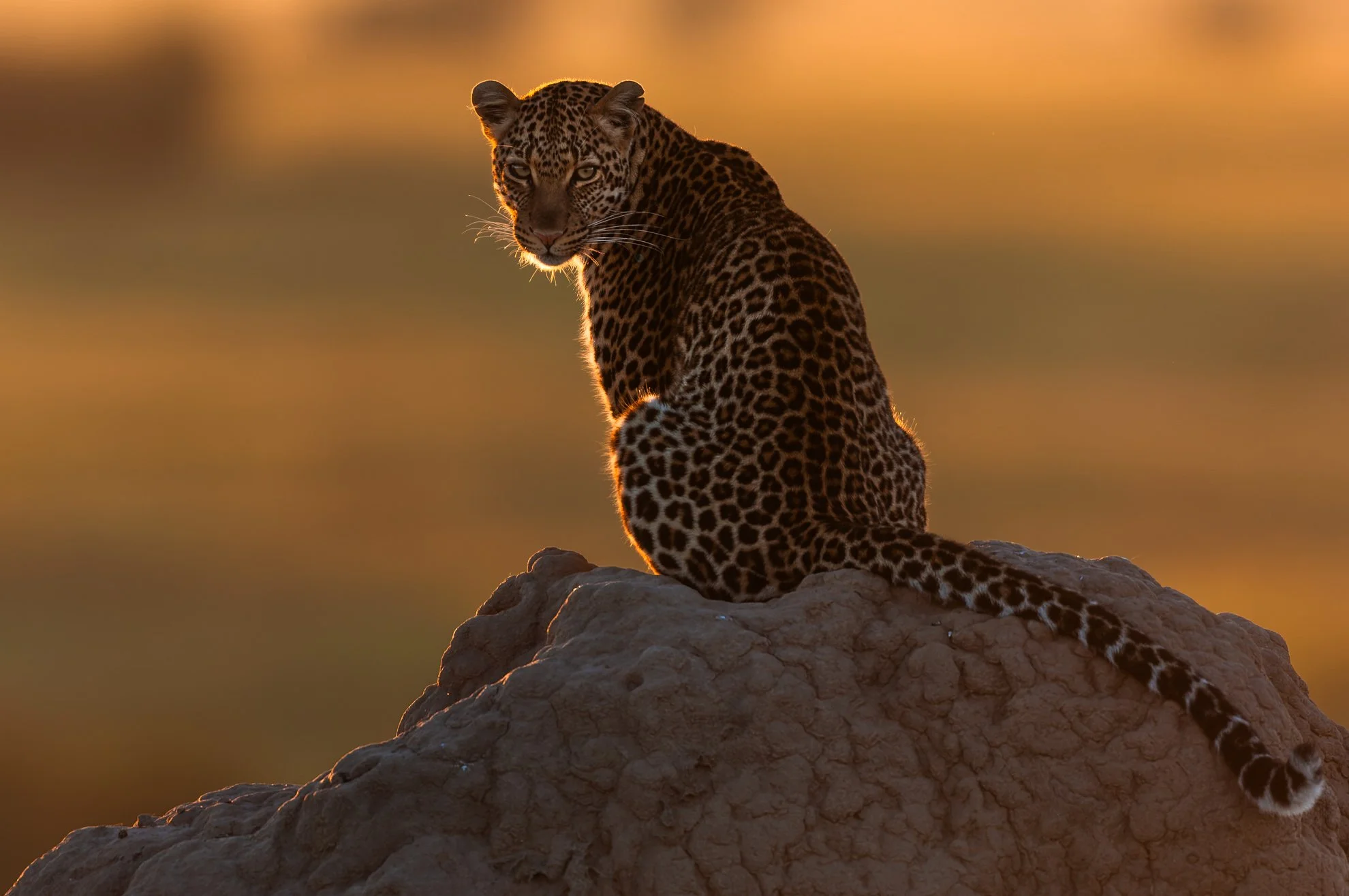 African_Wildlife_Print_limited-edition__20081101-Masai Mara 01-11-08_5323_D2X.jpg