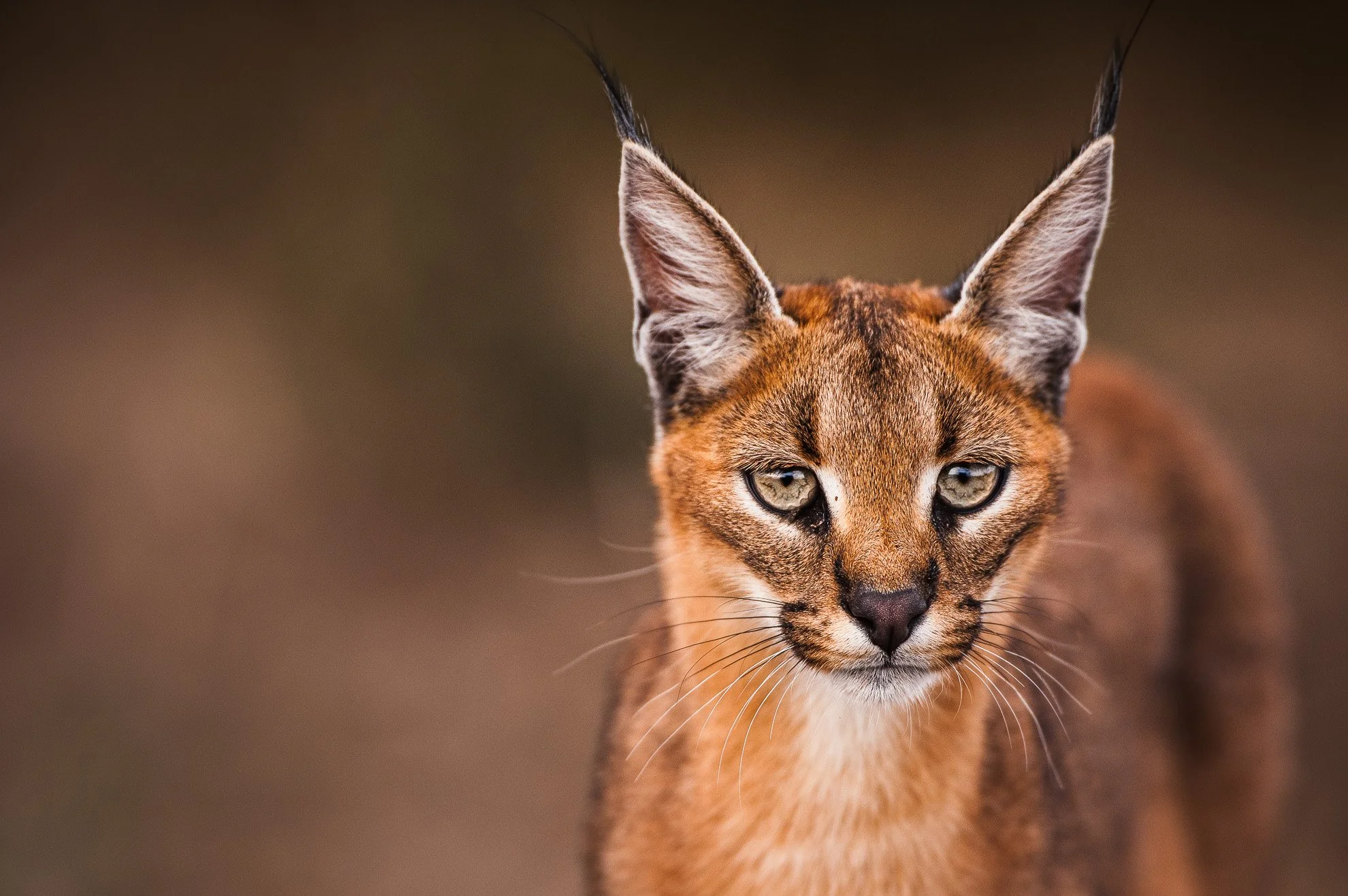 African_Wildlife_Print_limited-edition__20091015_9563_D700.jpg