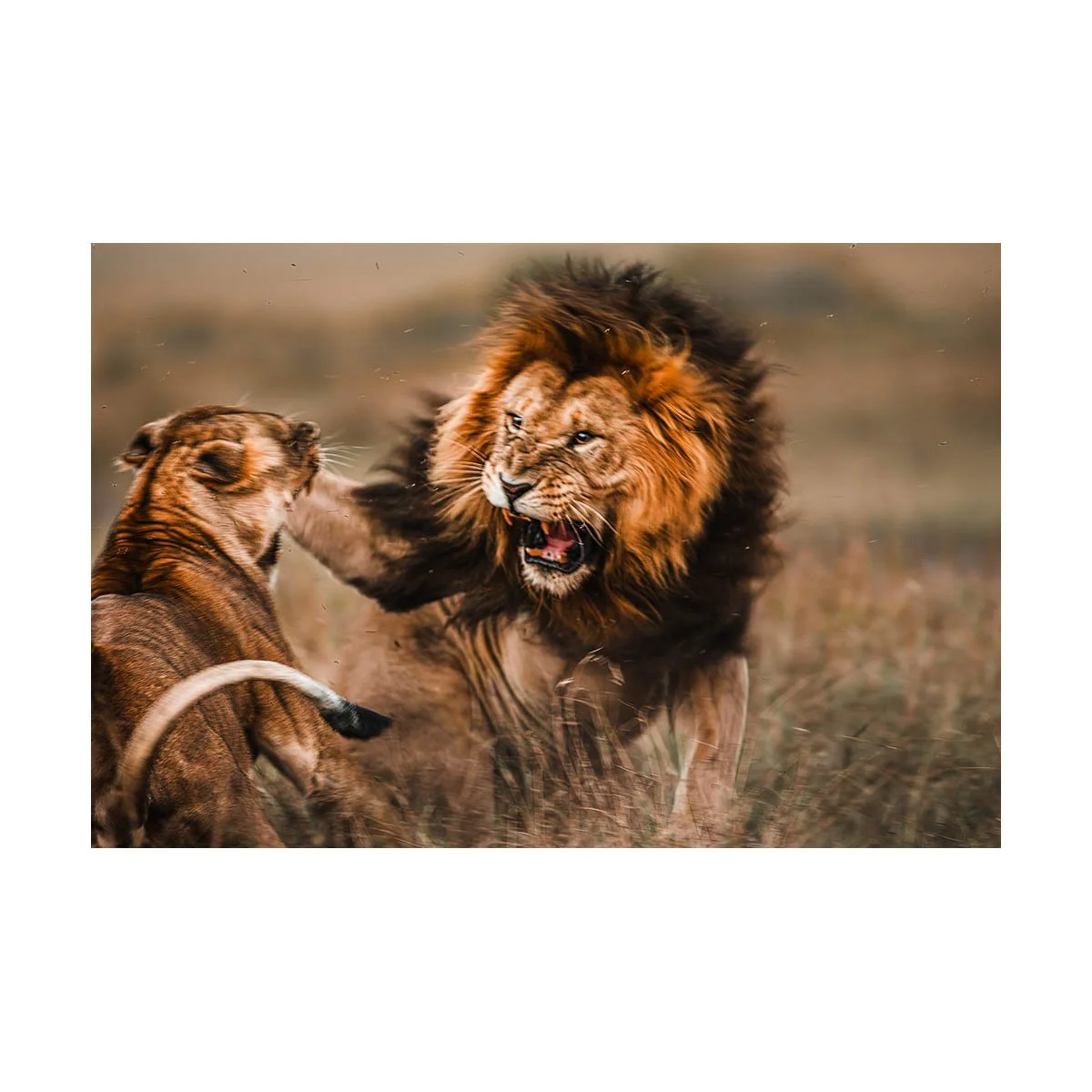 African_Wildlife_Print_limited-edition__Masai Mara 28-08-05_0059-Edit-3.jpg