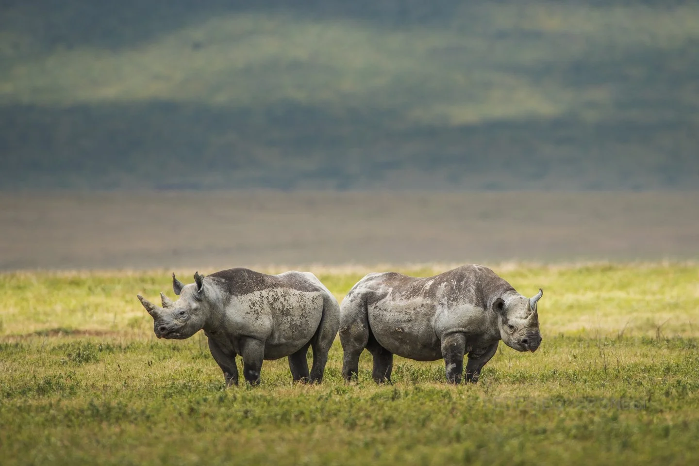 african_wildlife_photo_safaris_Ngorongoro Conservation Area_Tanzania_0903.jpg