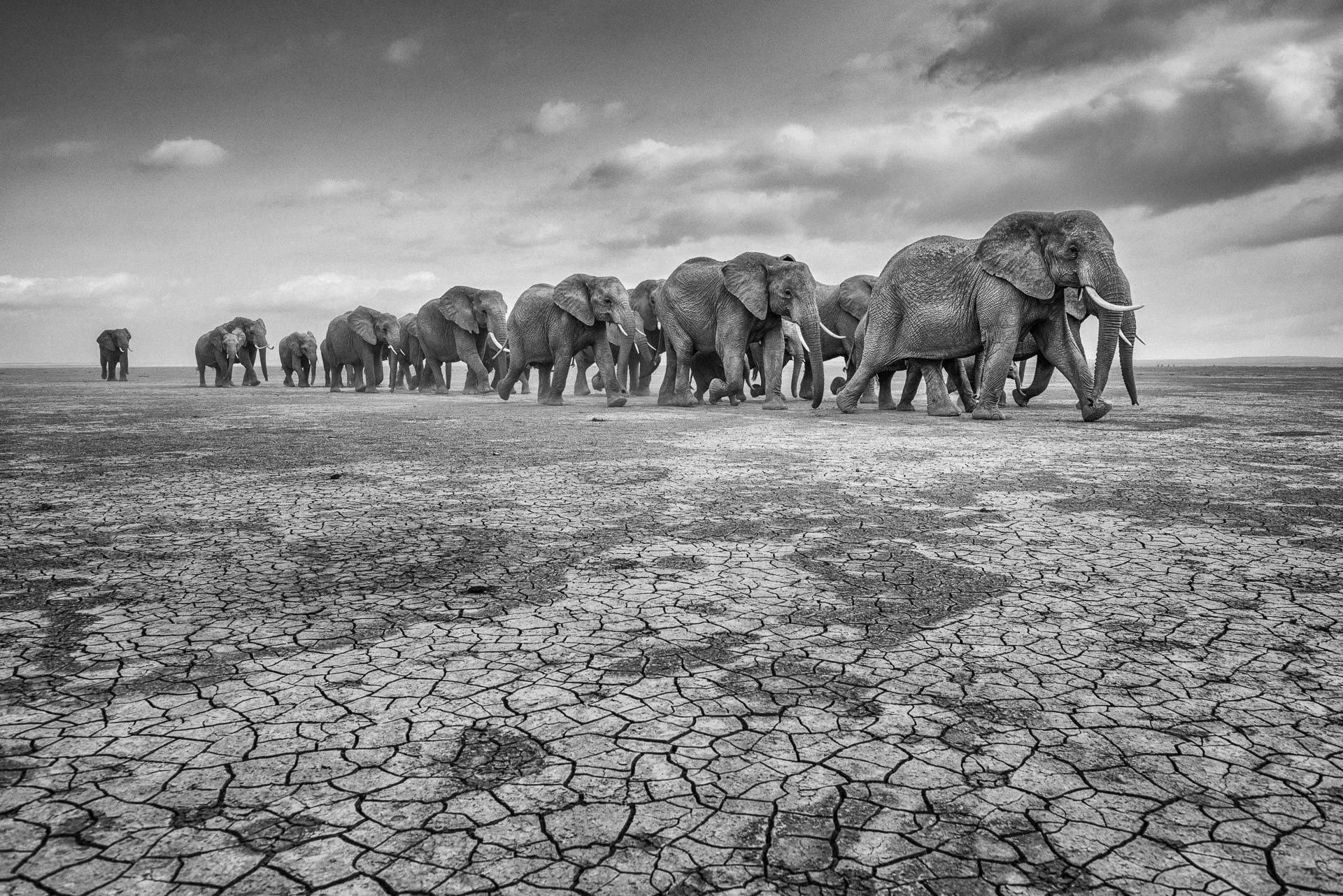 African_Wildlife_Print_black-and-white_20120730_8853-Edit-4.jpg