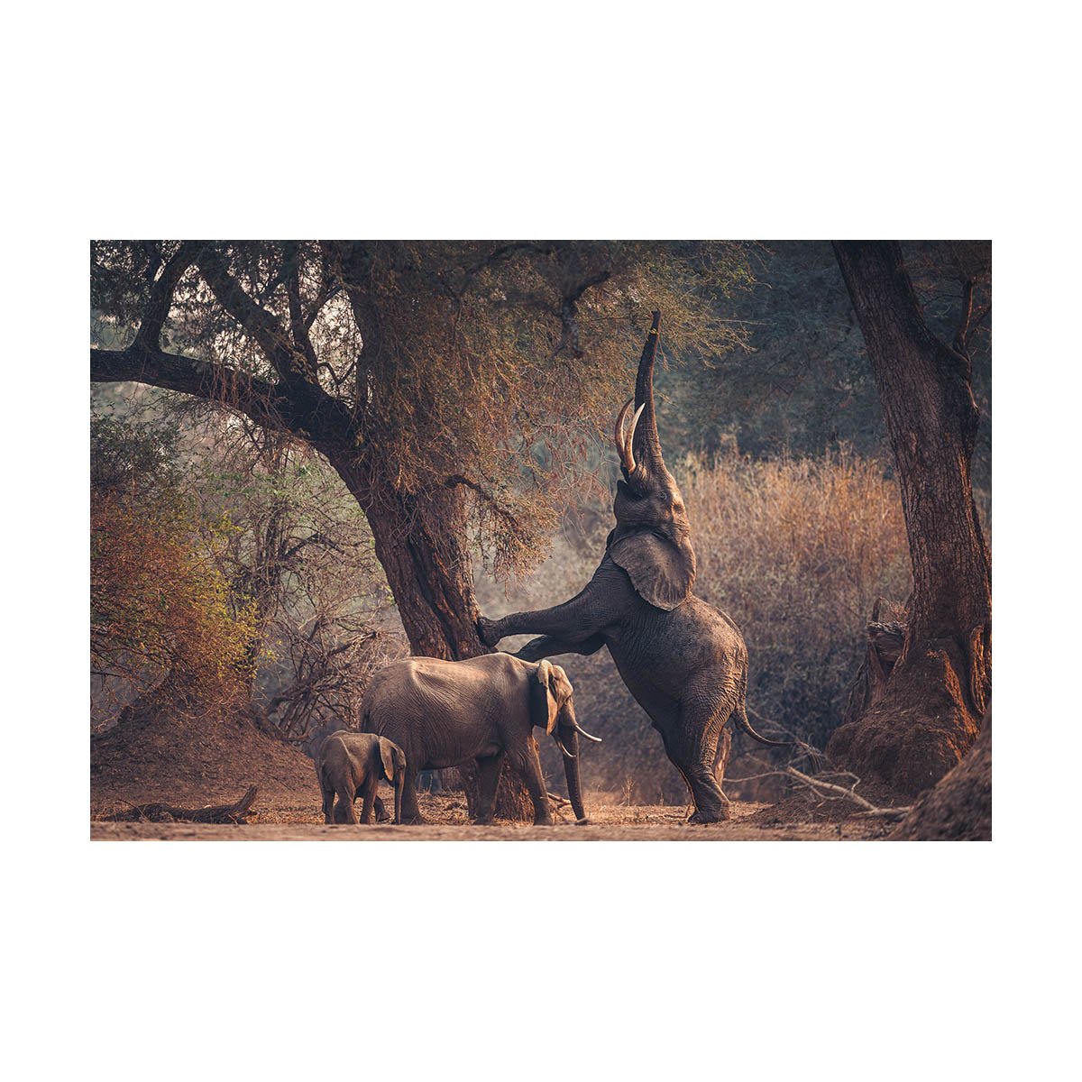 African_Wildlife_Print_colour_20231014_7801491_4109-Edit.jpg
