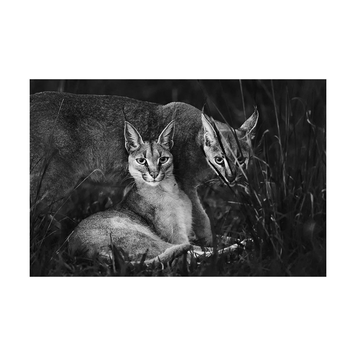 African_Wildlife_Print_limited-edition__20100107-20100107_3828.jpg