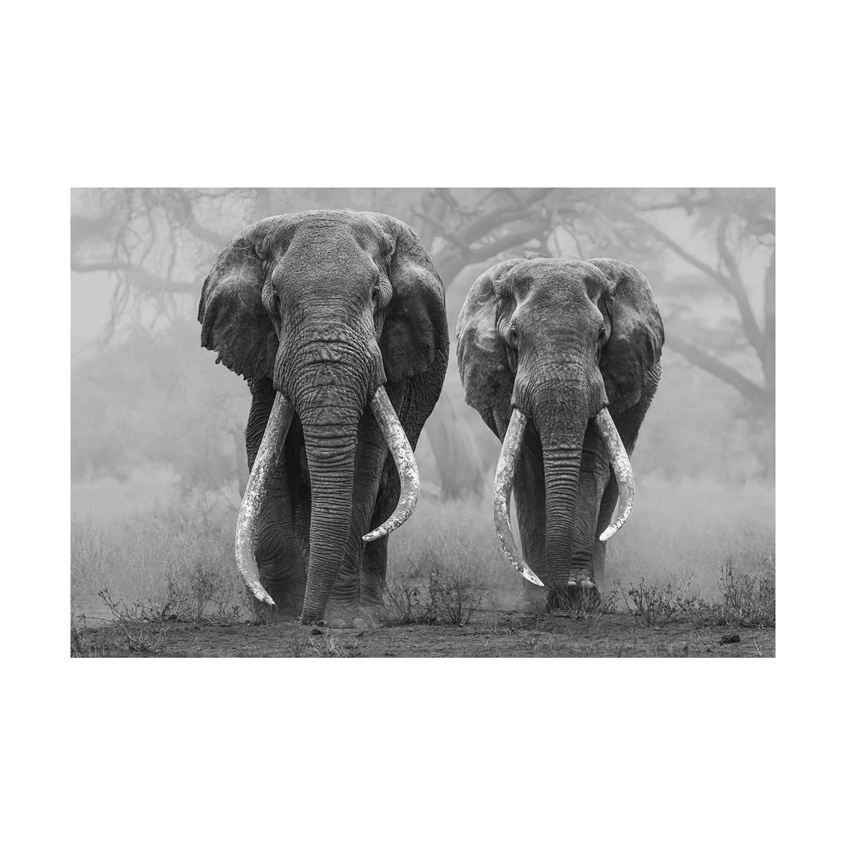 African_Wildlife_Print_black-and-white_20190809_3000660_6617-Edit-7.jpg