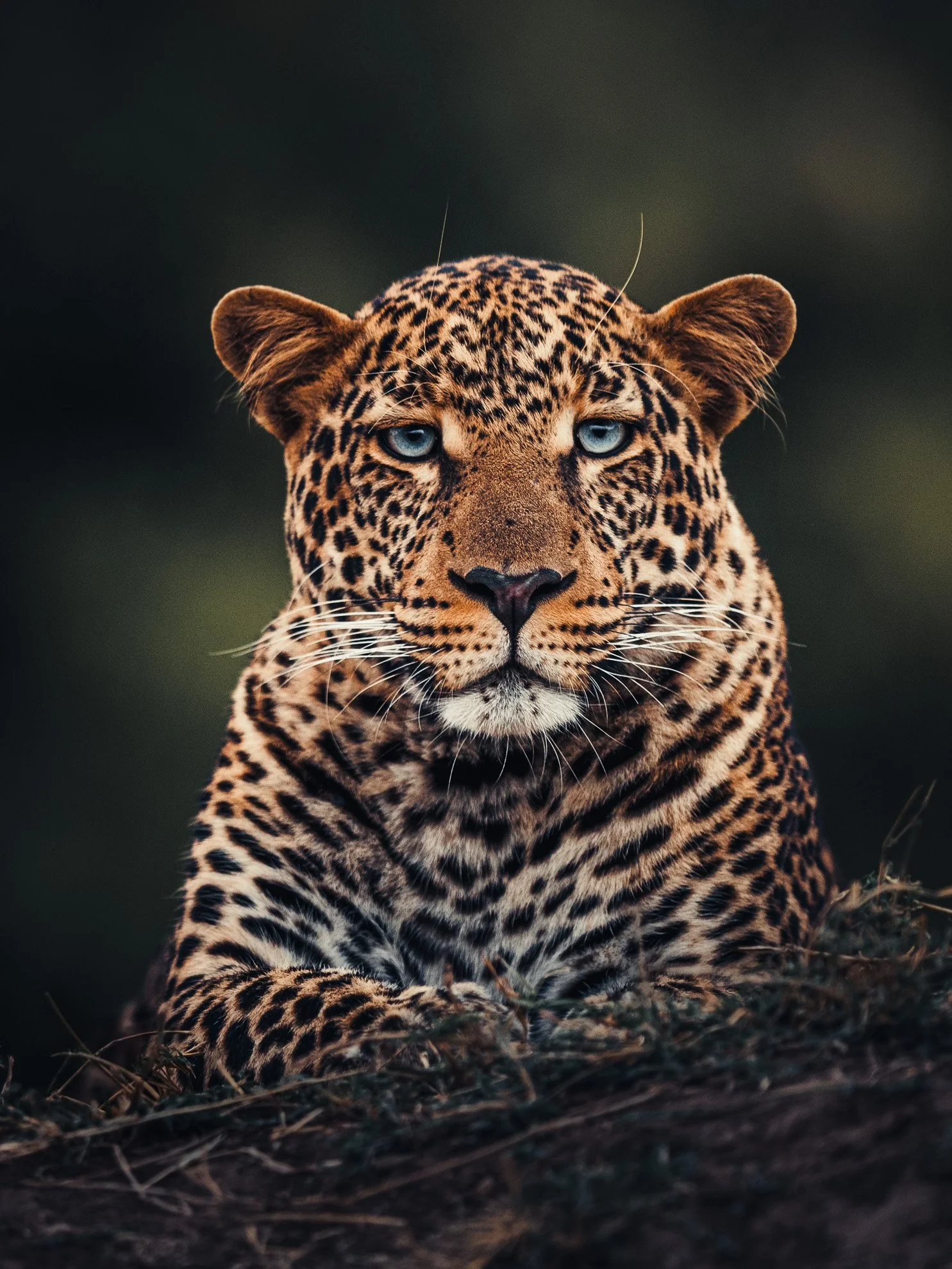 African_Wildlife_Print_limited-edition__20180724_8004271_1781.jpg