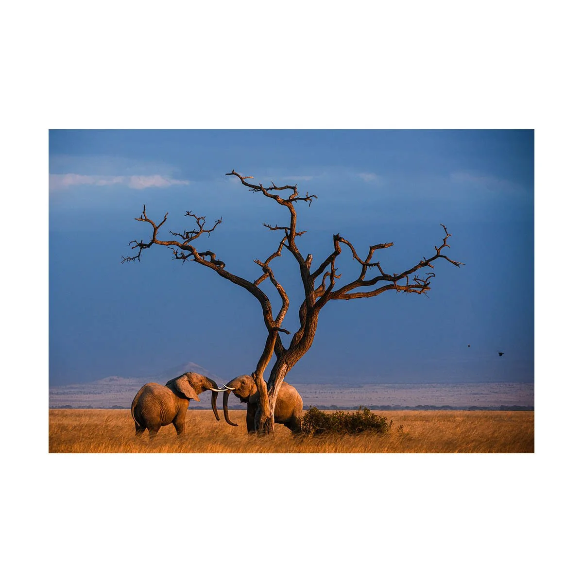 African_Wildlife_Print_limited-edition__20120731_9700.jpg