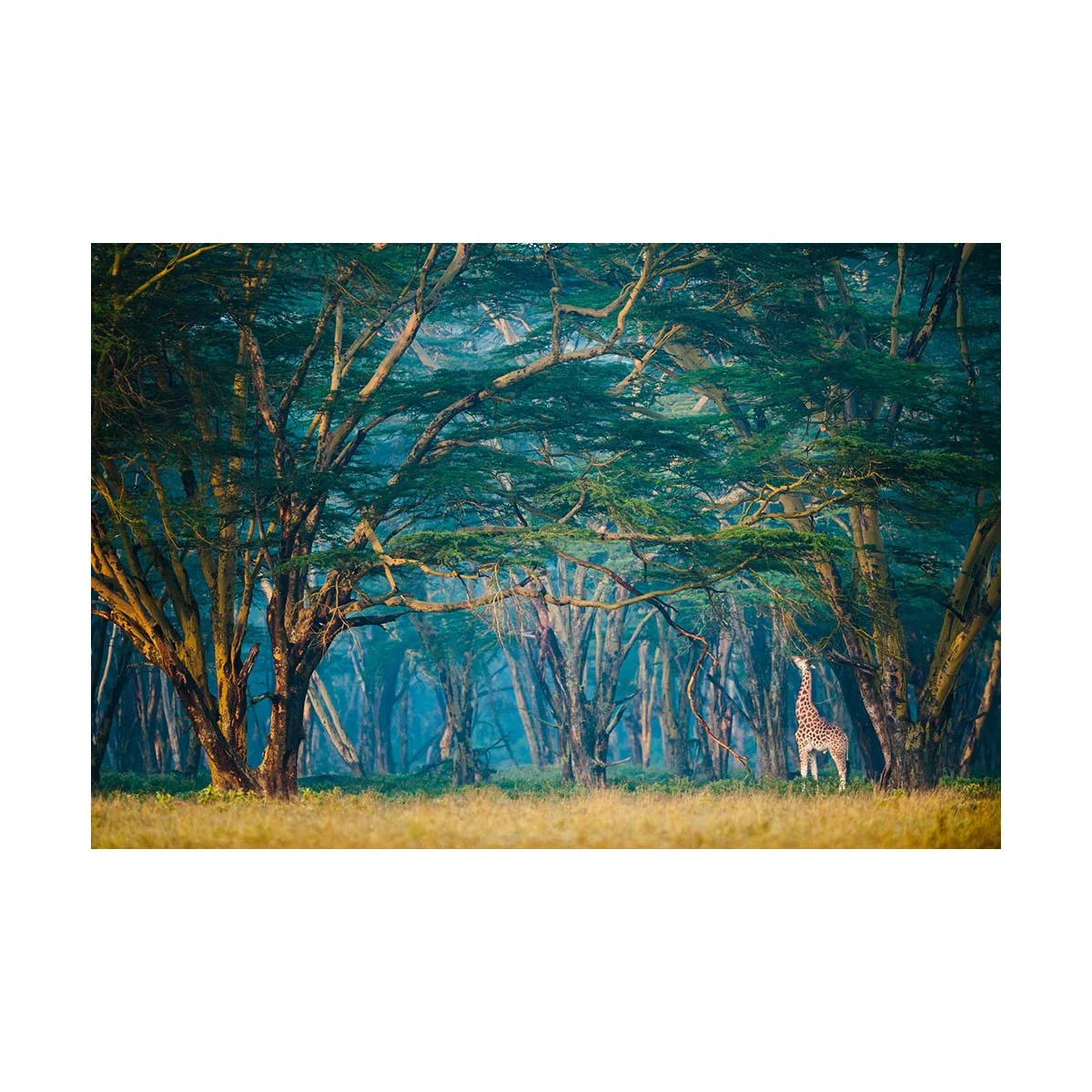 GIRAFFE IN BLUE FOREST