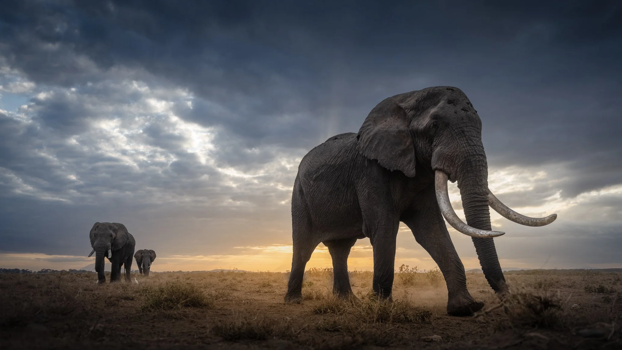 African_Wildlife_Print_colour_20220701_7801443_6391-Edit.jpg