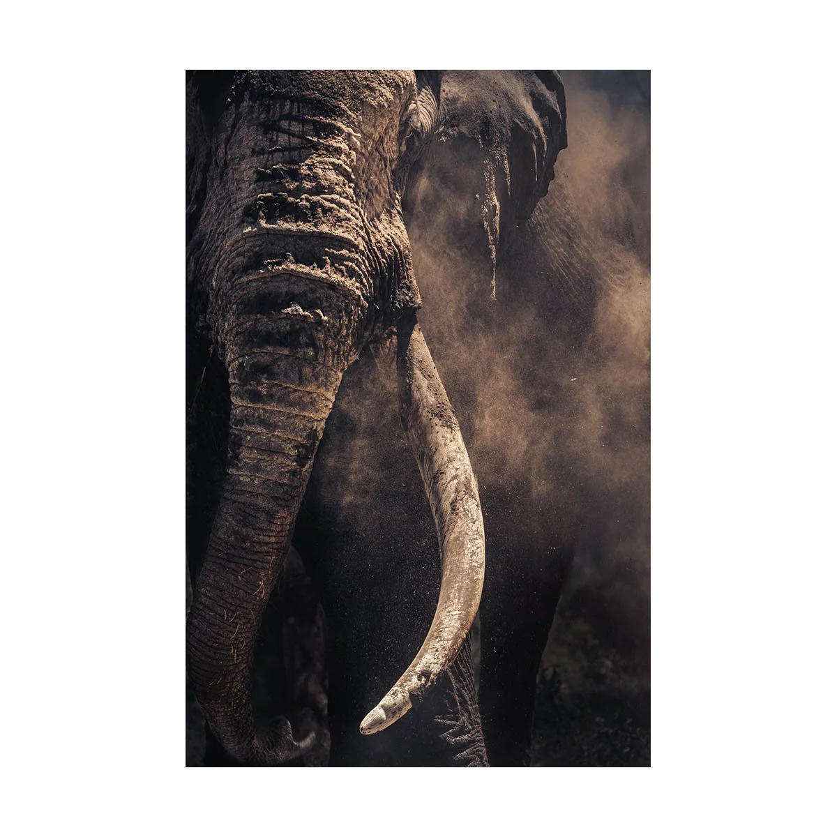 African_Wildlife_Print_colour_20230130_7801443_6969.jpg