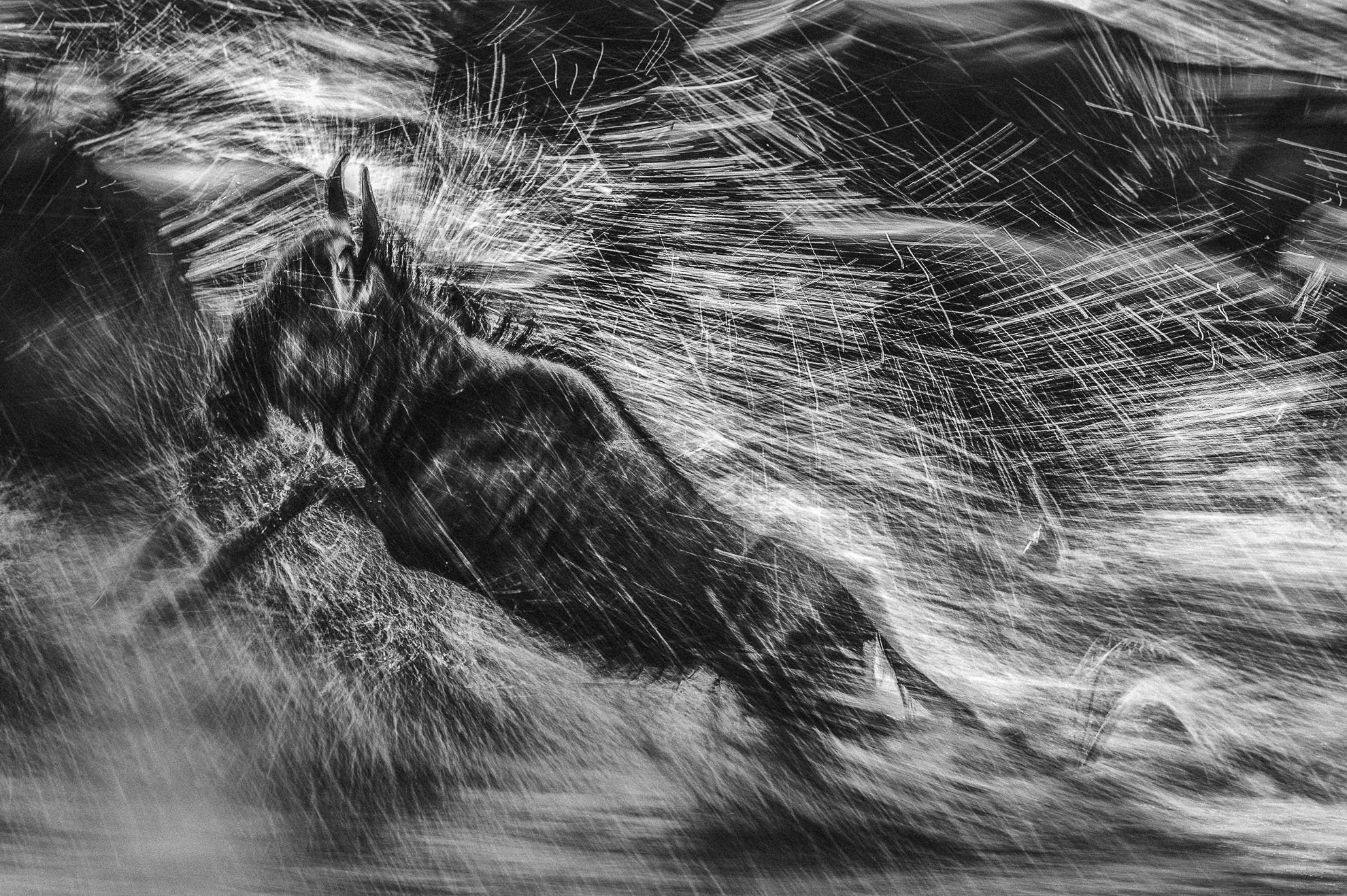 African_Wildlife_Print_limited-edition__20110707_6064-Edit.jpg