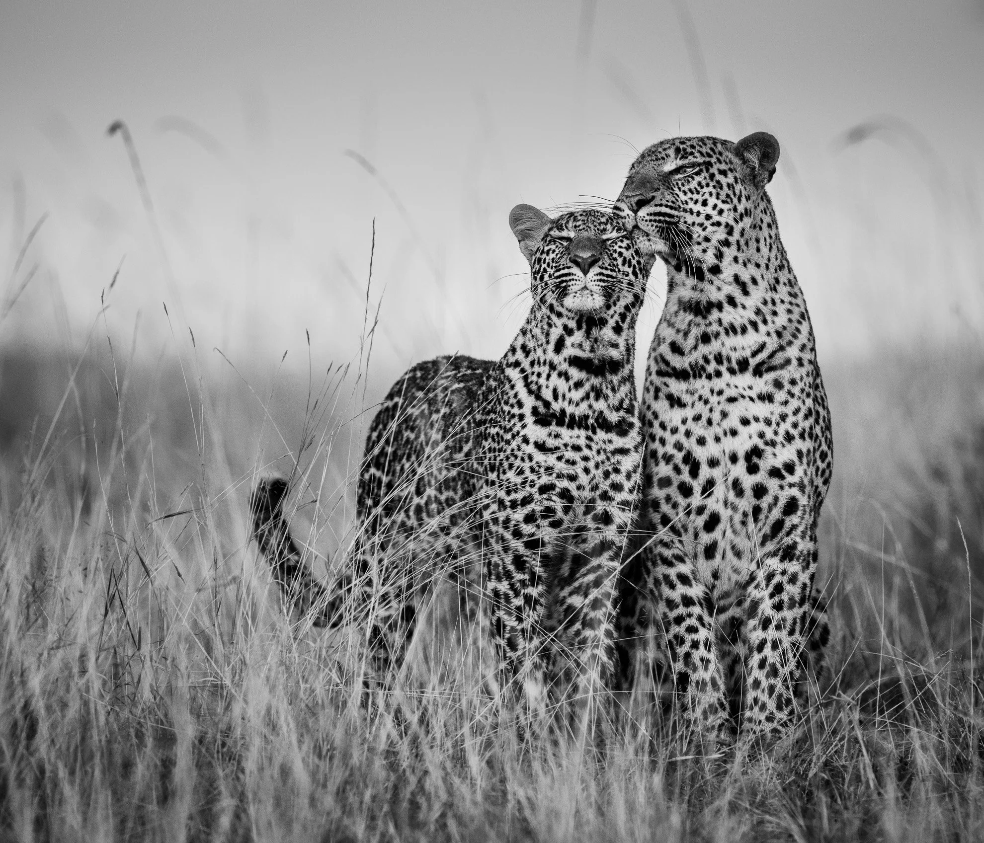 African_Wildlife_Print_limited-edition__20180913_8800246_7297-Edit.jpg