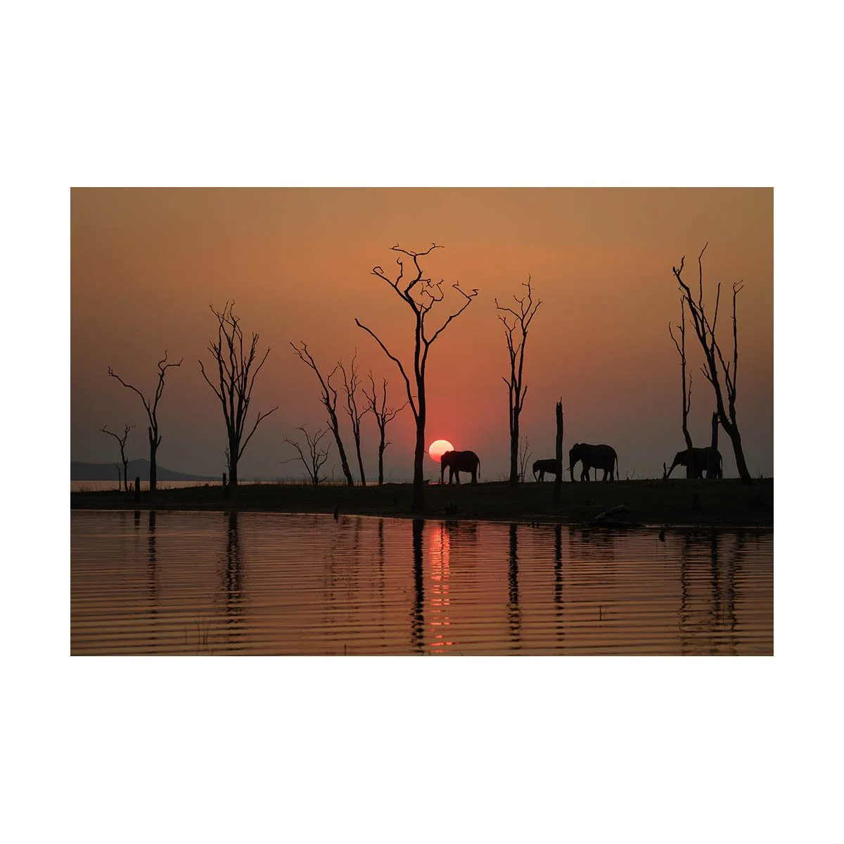 African_Wildlife_Print_limited-edition__20181006_8800246_2335.jpg