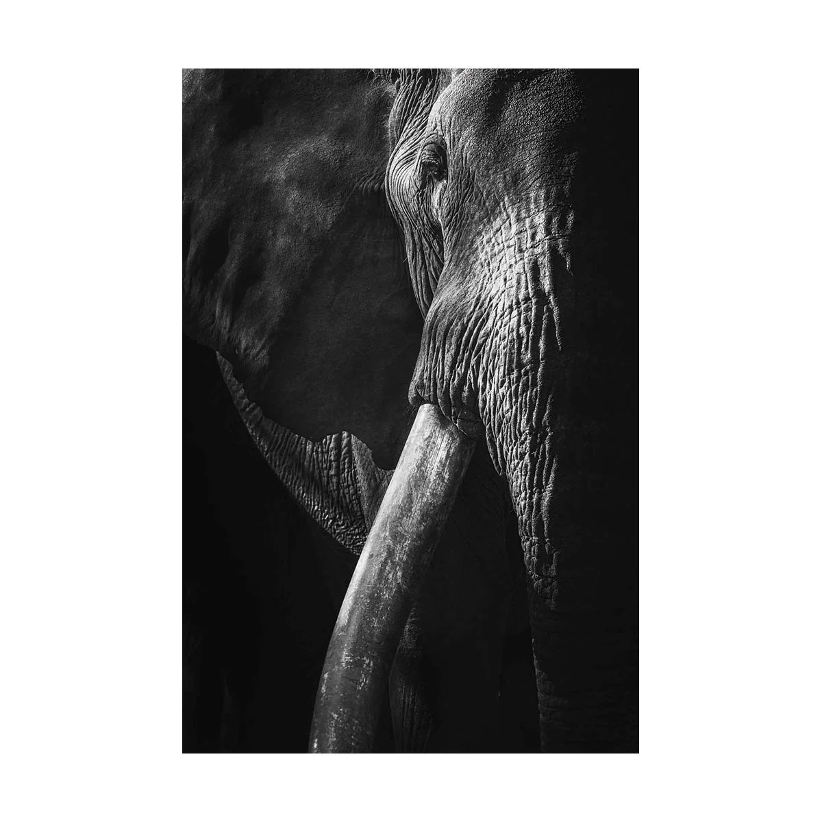 African_Wildlife_Print_black-and-white_20220703_3000660_9173-Edit.jpg